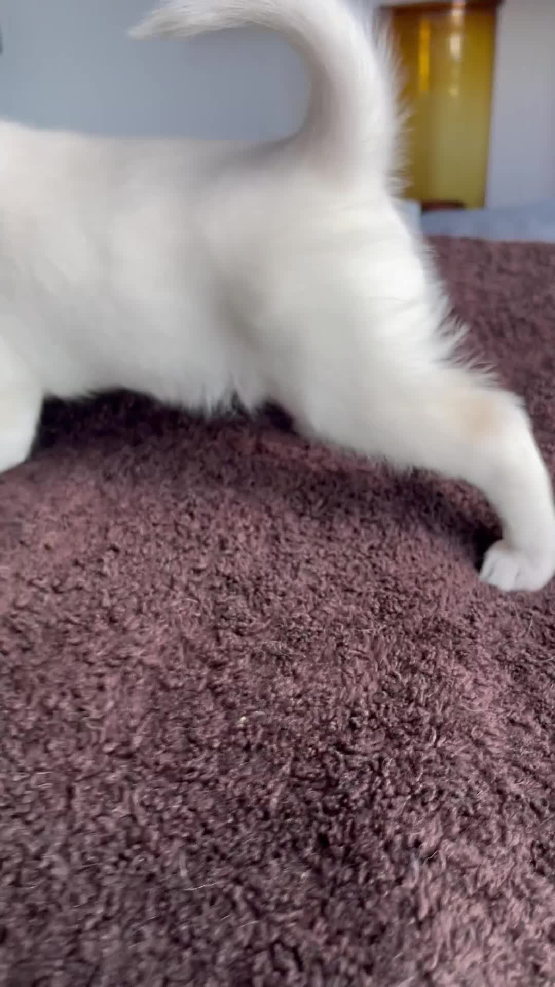 Alaskan Klee Kai dogs for sale: Storm Cloud (Stormy) - Video 1