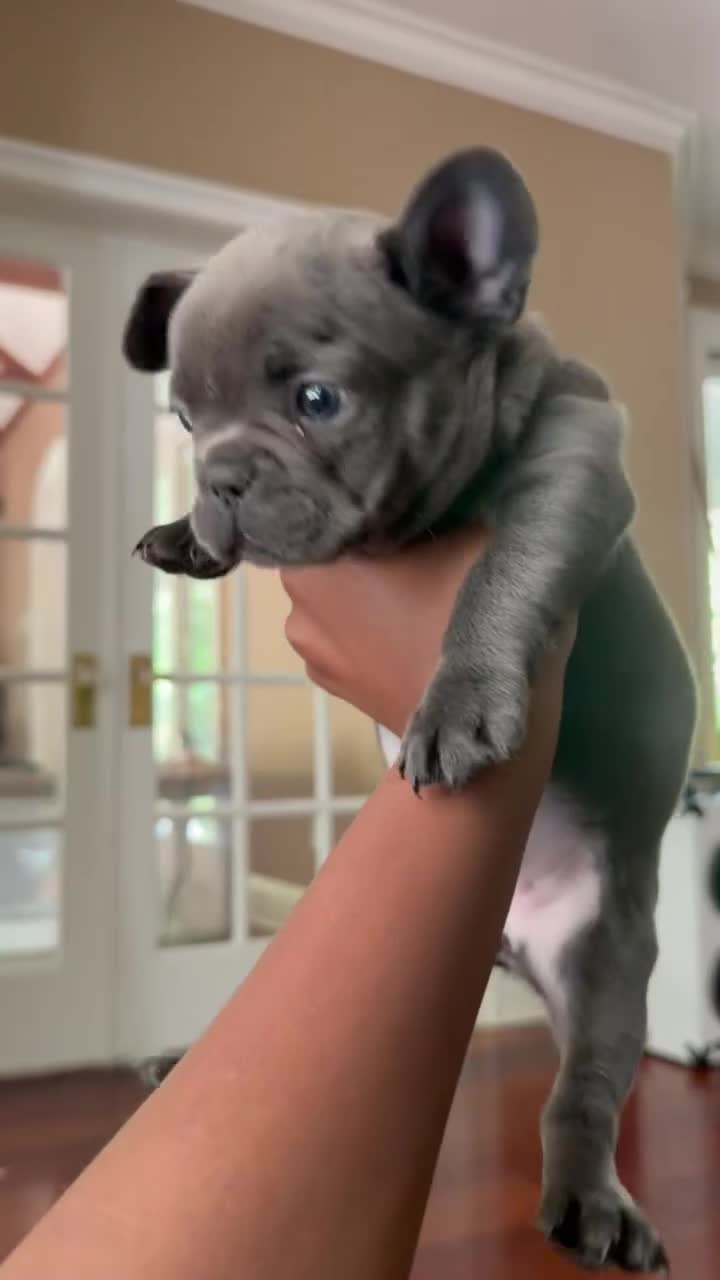 French Bulldog dogs for sale: French Bulldog Puppy 2 - Video 1