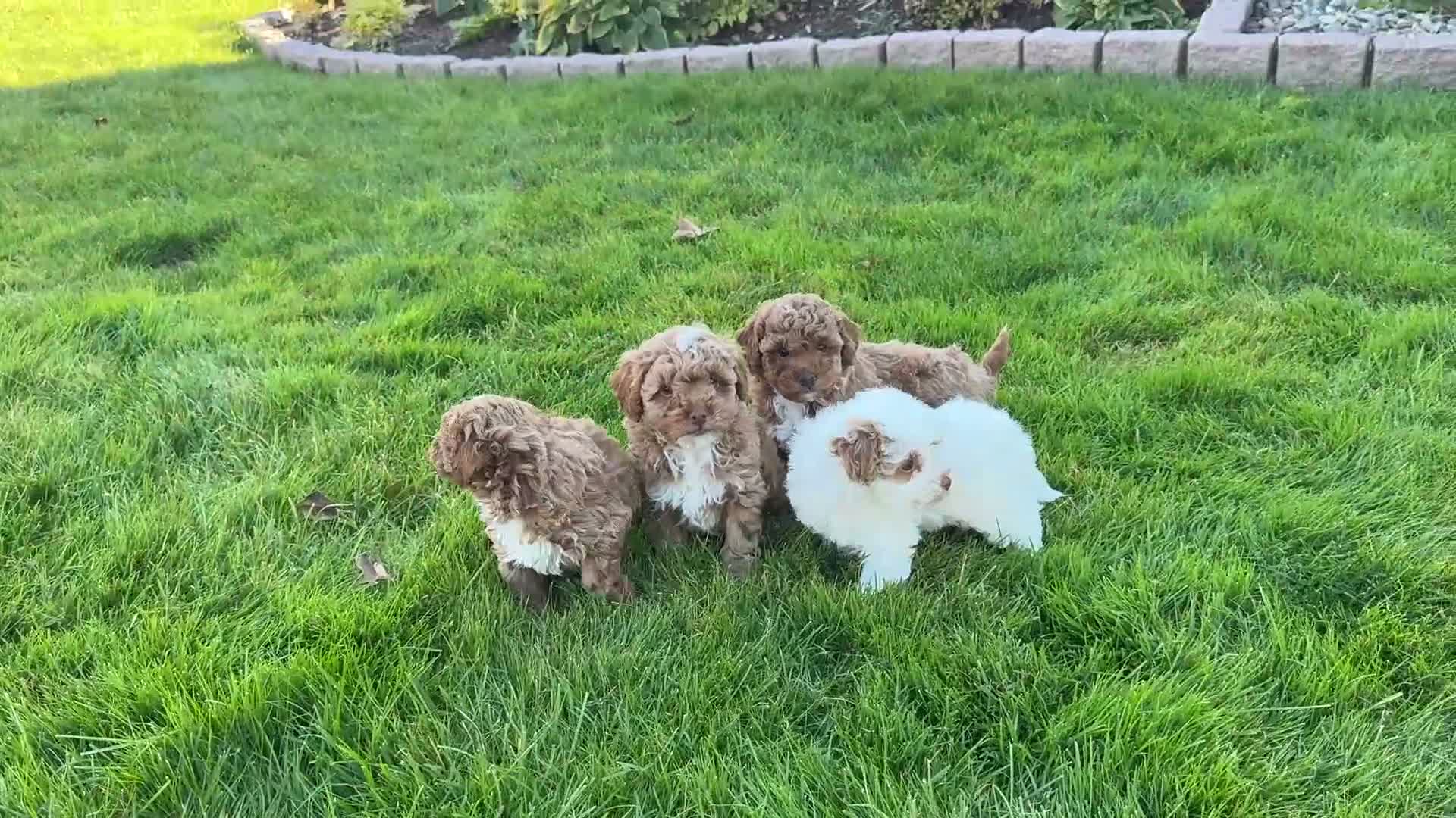 Toy Poodle dogs for sale: Gracie - Video 1