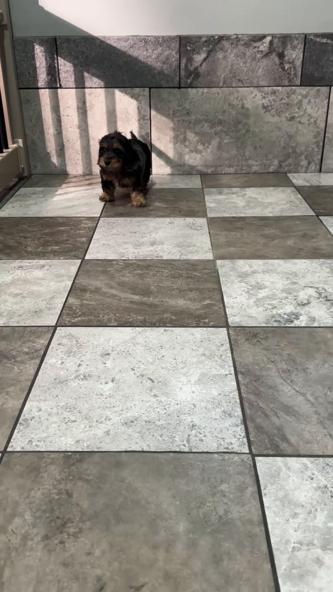 Mixed Breed dogs for sale: Ashley - Video 1