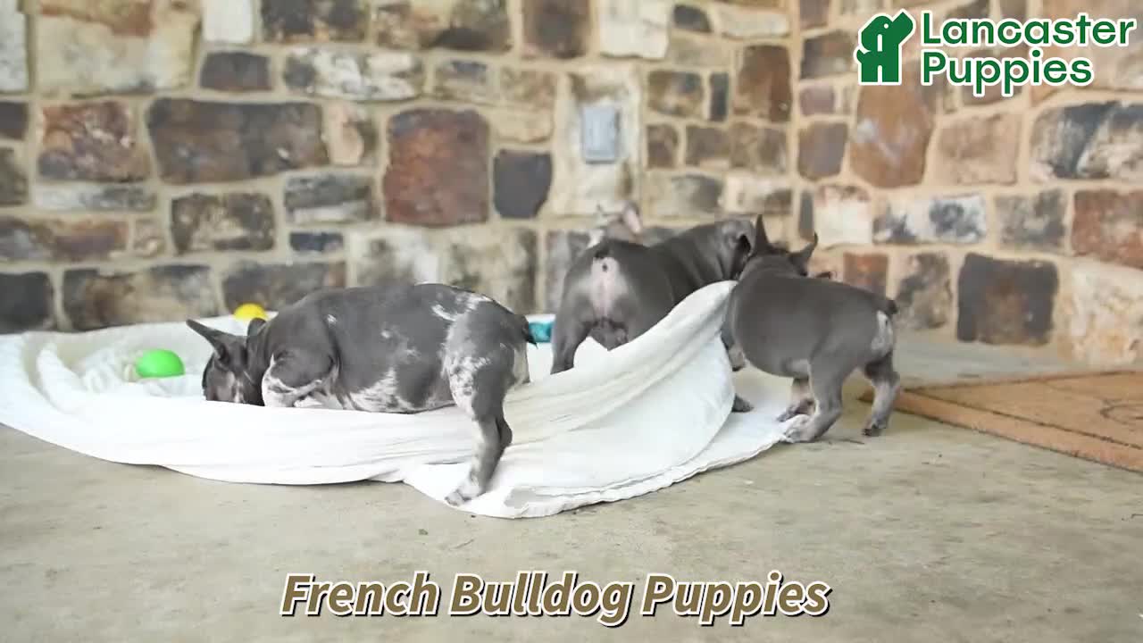 French Bulldog dogs for sale: Duncan - Video 1