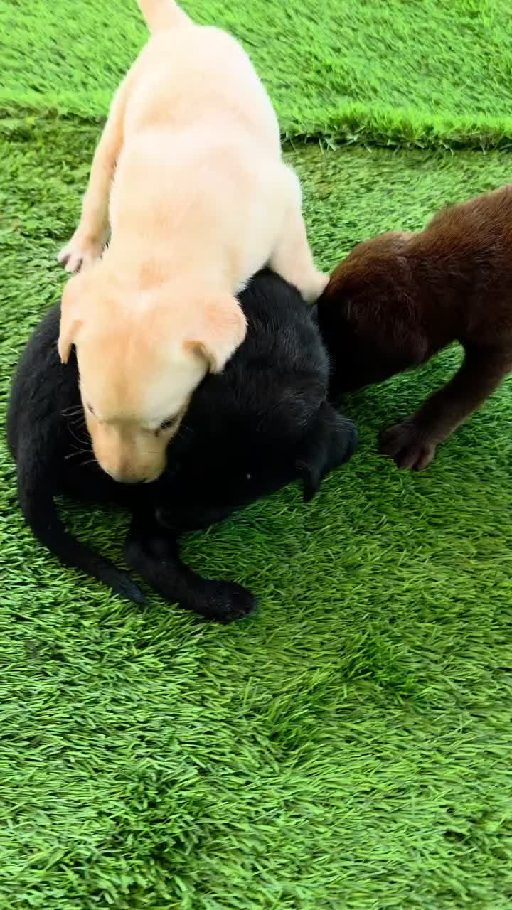 Labrador Retriever dogs for sale: Bear - Video 3