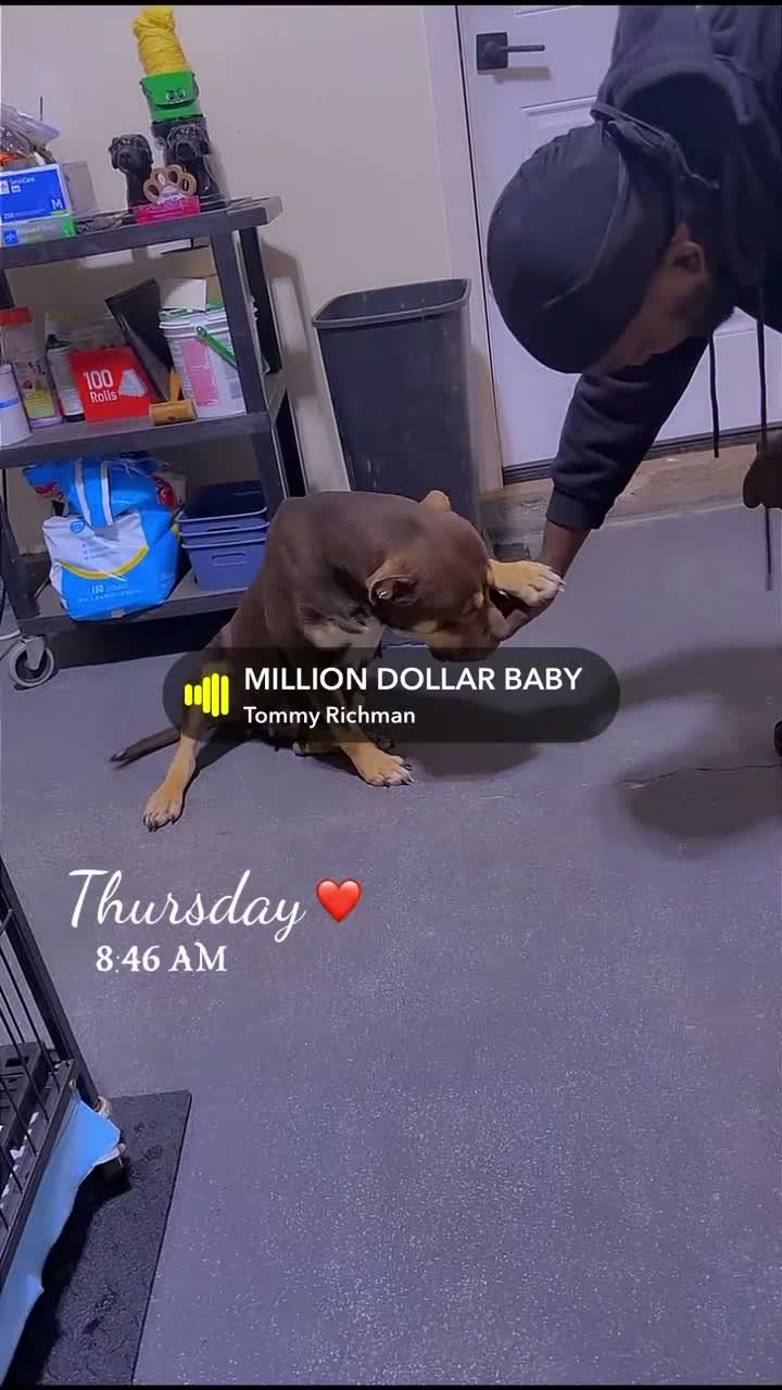American Bully dogs for sale: The Olsen Twins / Ashley  - Video 2