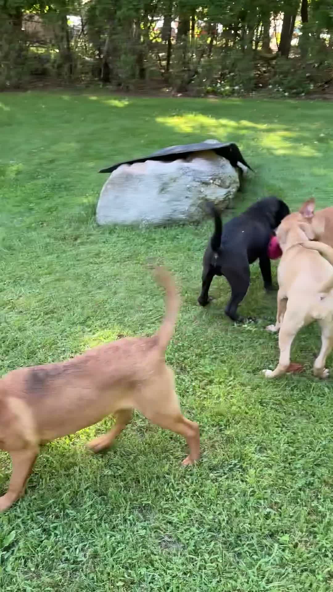 Mixed Breed dogs for sale: Dice - Video 1