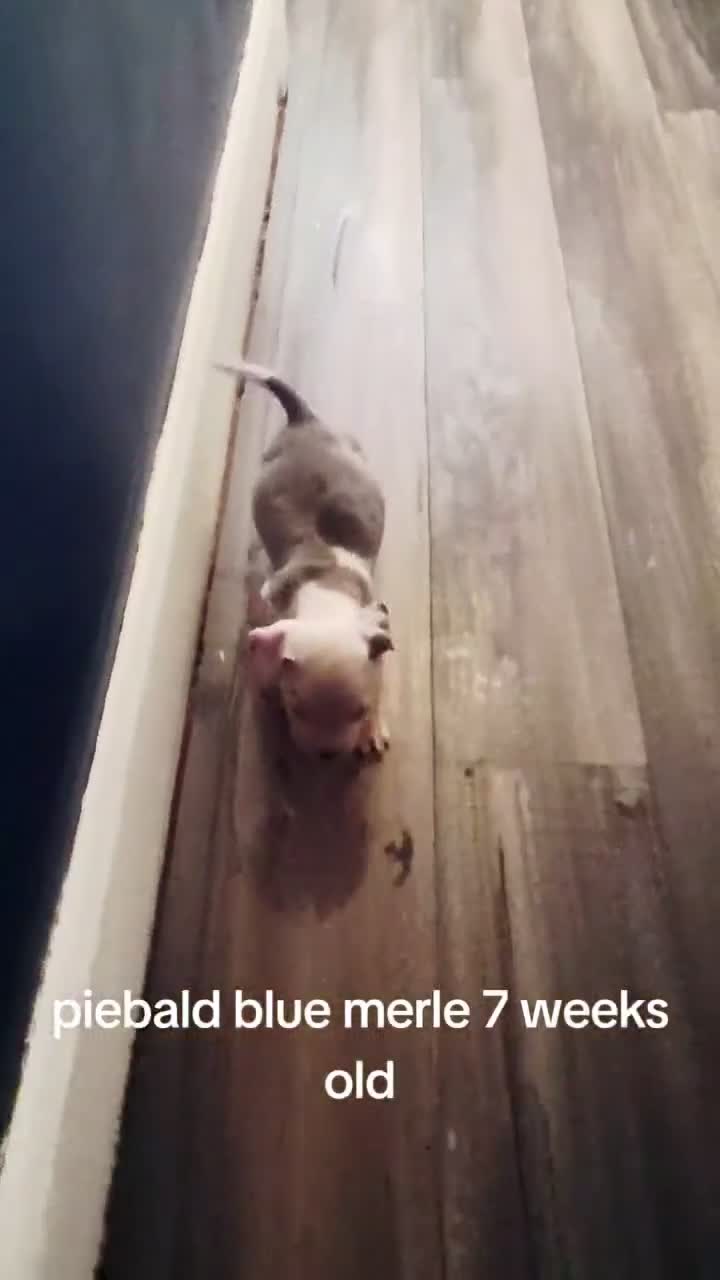 American Bully dogs for sale: Roarie - Video 1