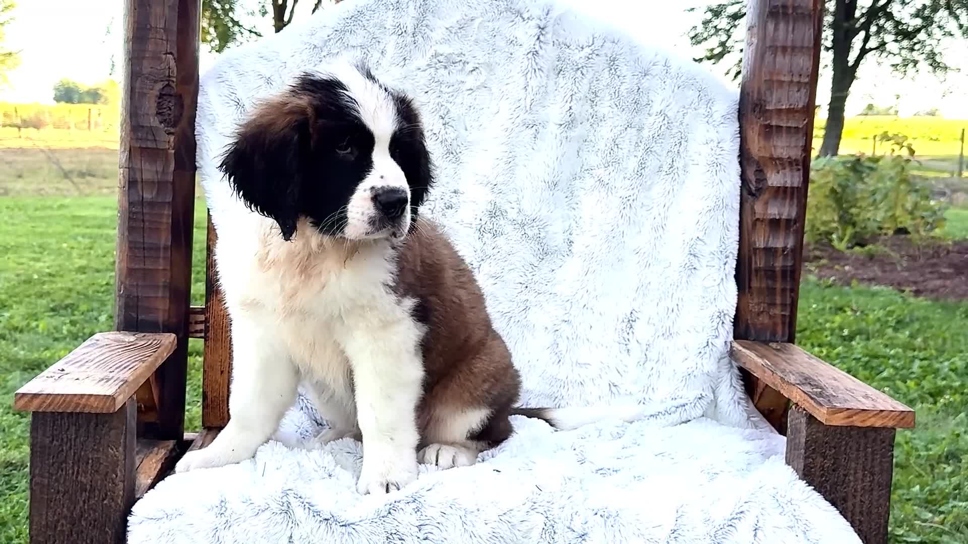 Saint Bernard dogs for sale: Sweetheart - Video 1