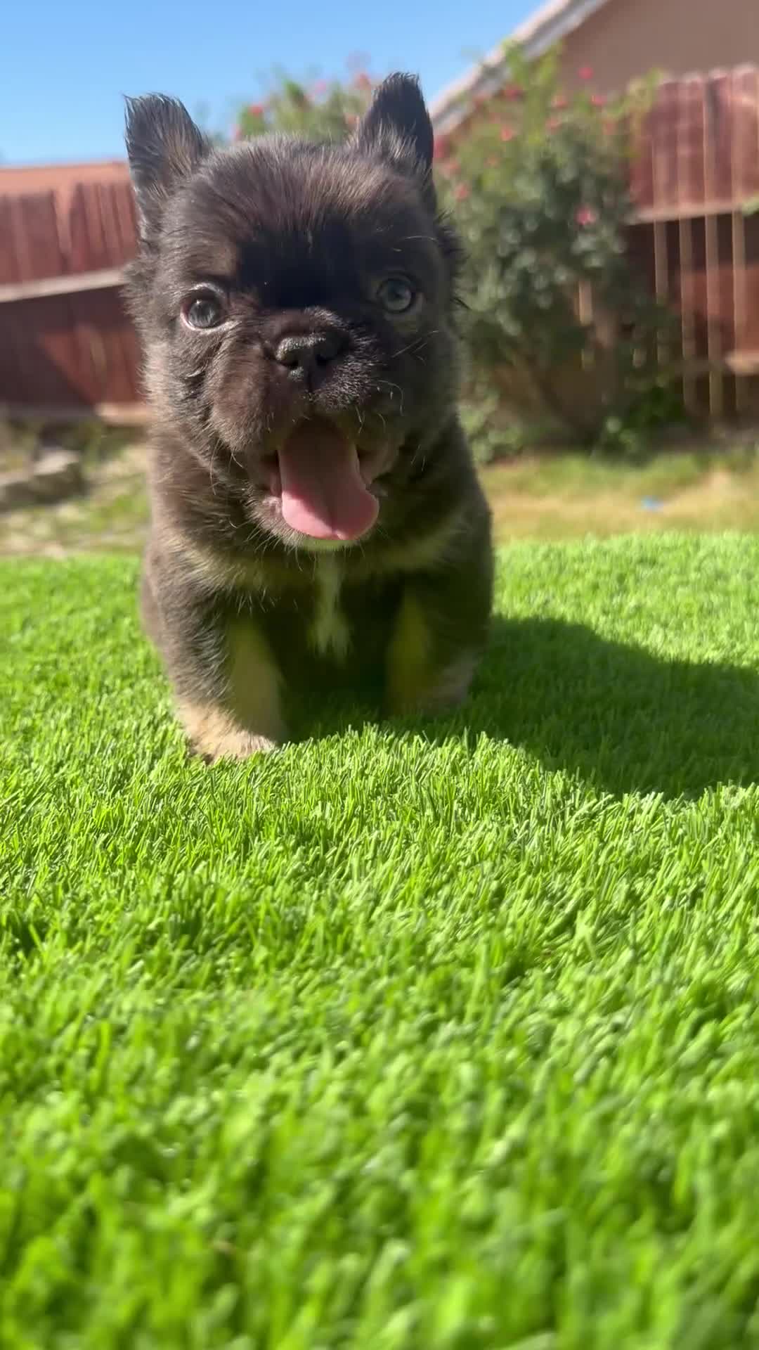 French Bulldog dogs for sale: French Bulldog Puppy 2 - Video 1
