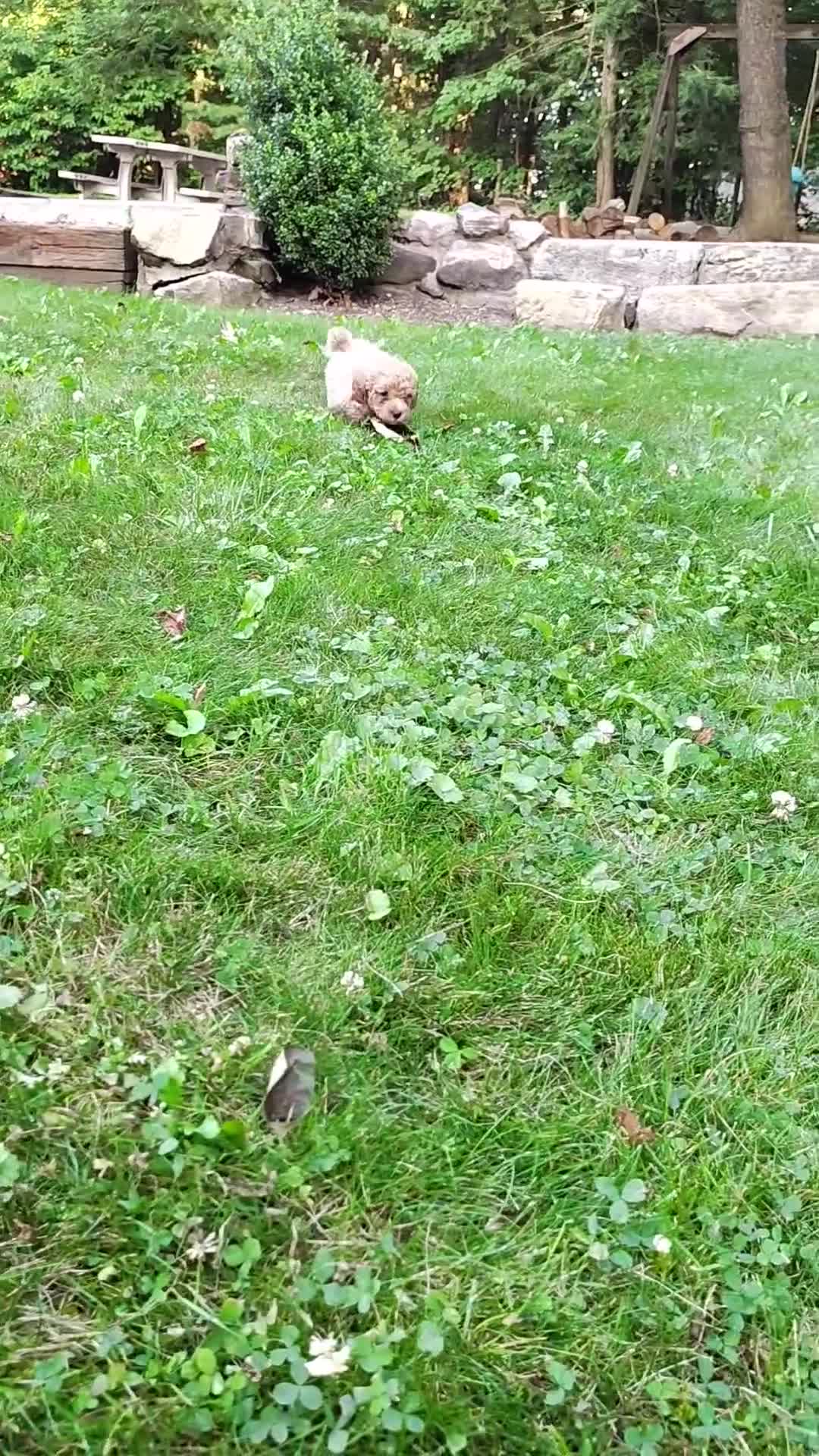 Mini Goldendoodle dogs for sale: Tucker - Video 3