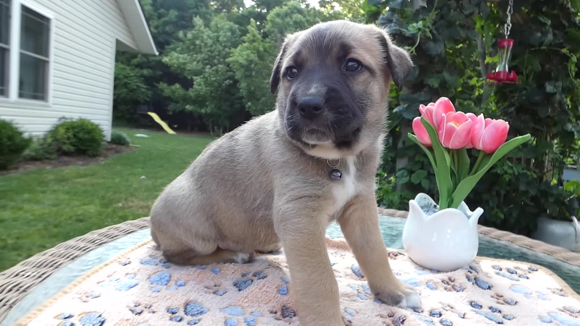 Cane Corso dogs for sale: Cane Corso Puppy 1 Sampson - Video 1