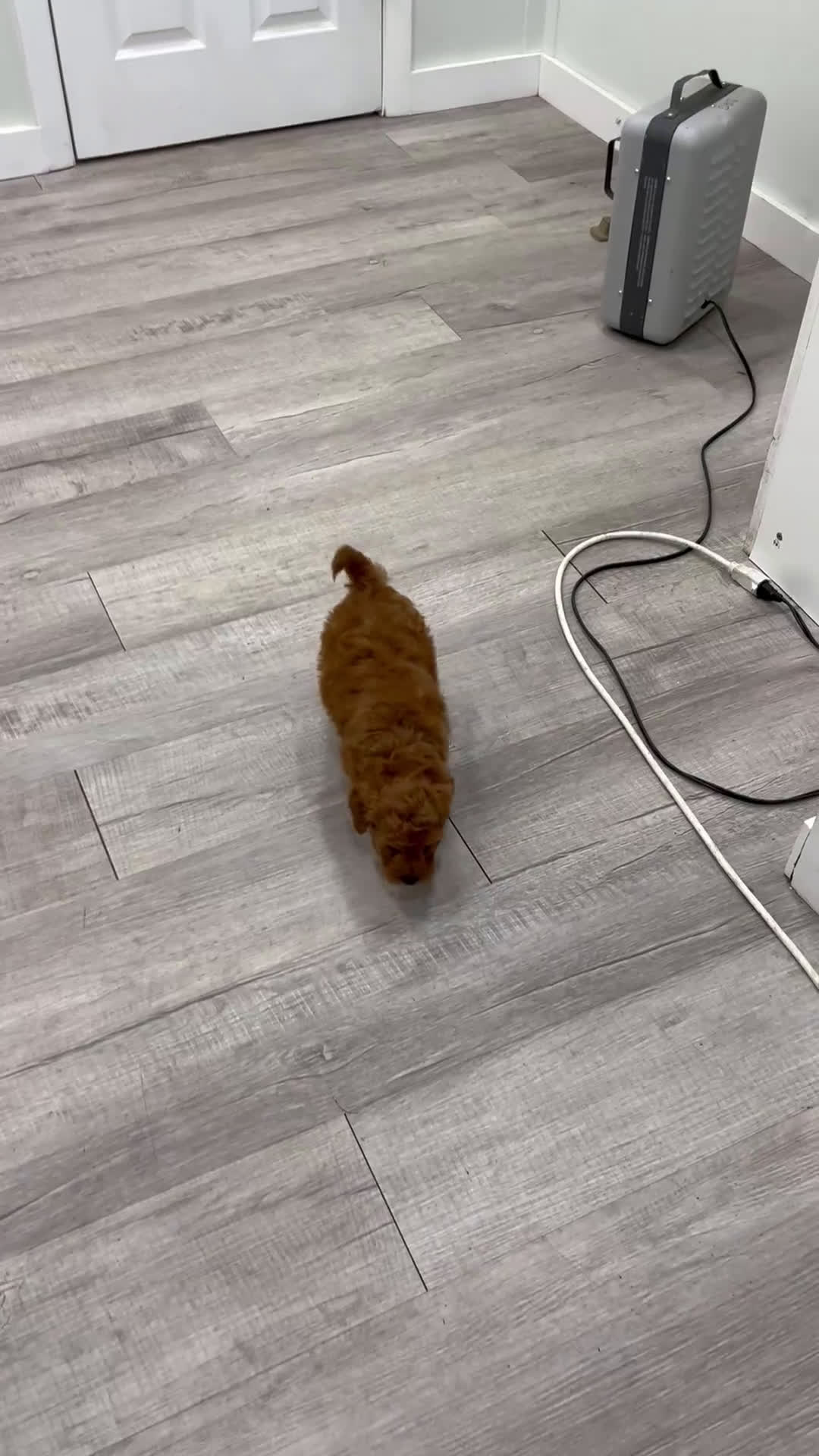 Labradoodle dogs for sale: Jester - Video 1