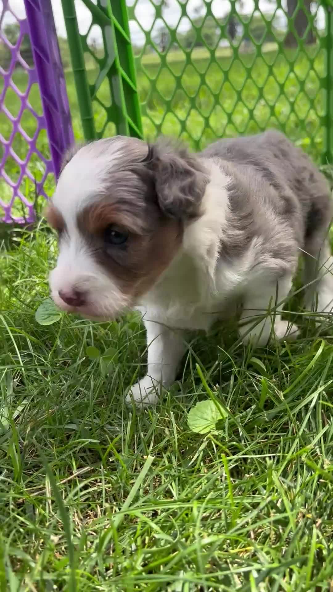 Aussiedoodle dogs for sale: Aussiedoodle 1 - Video 1