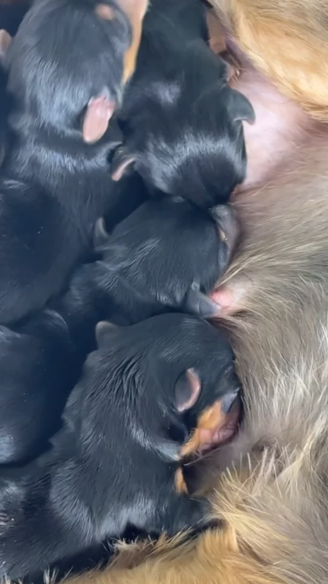 Yorkshire Terrier dogs for sale: Yorkshire Terrier Puppy #3 - Video 2
