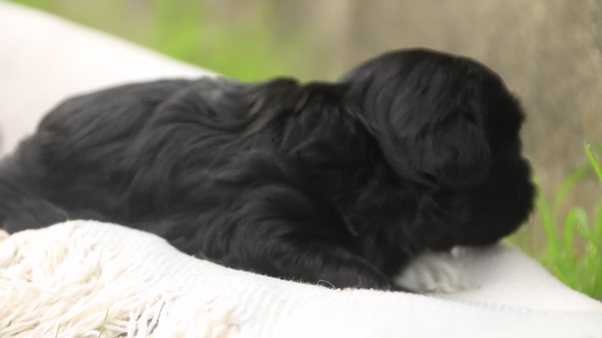 Havanese dogs for sale: Gatsby Havanese  - Video 2