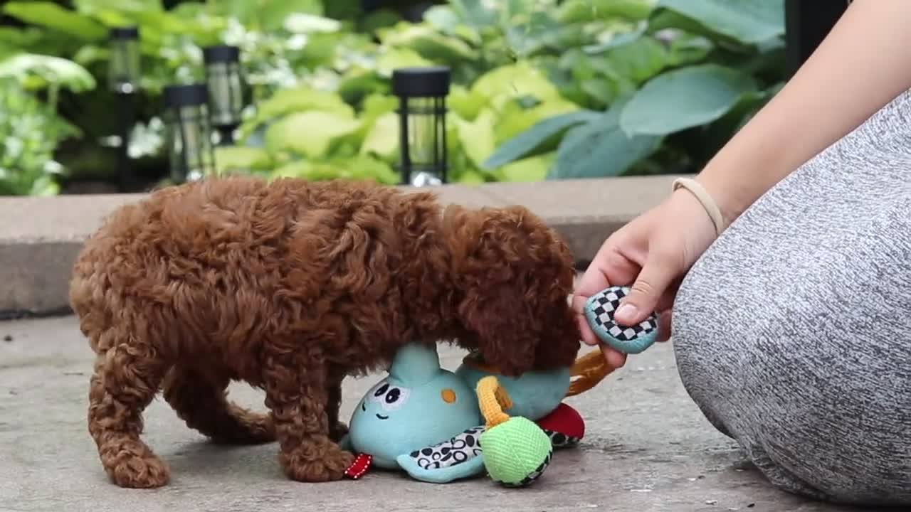 Miniature Poodle dogs for sale: Everest - Video 4