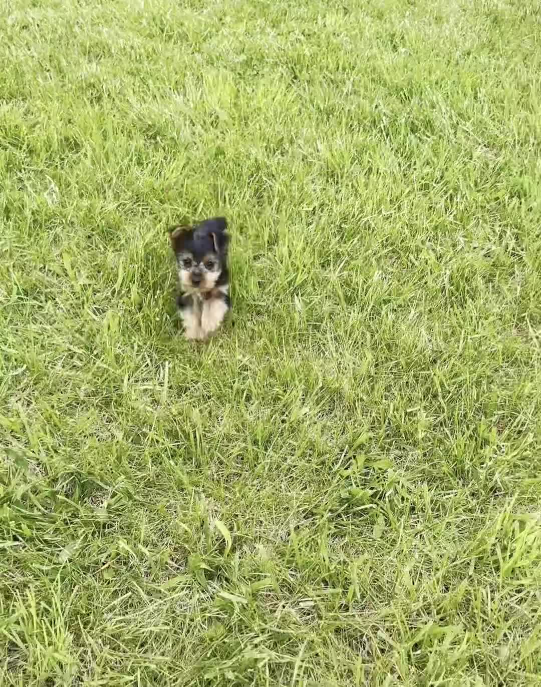 Yorkshire Terrier dogs for sale: Stella - Video 1