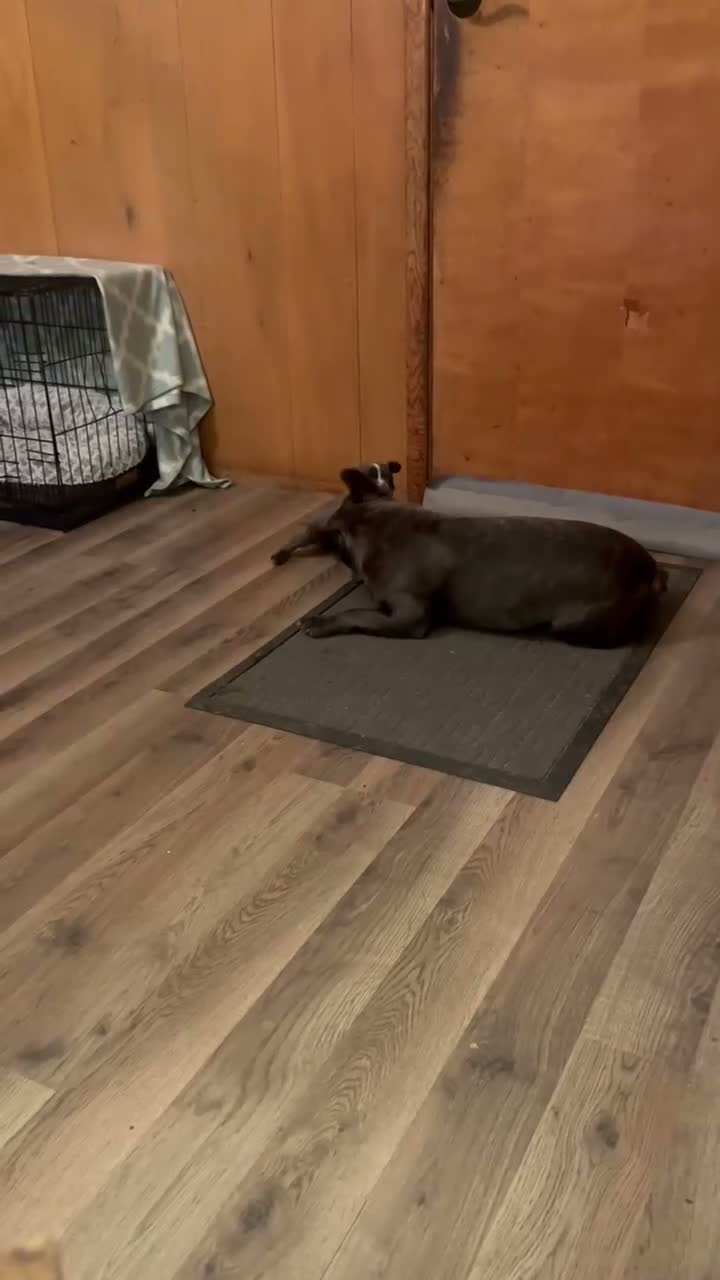Frenchton dogs for sale: Purple - Video 1
