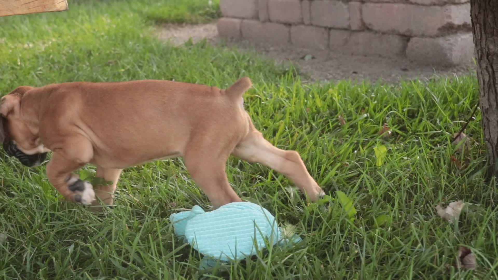 Boxer dogs for sale: Boxer 1 - Video 1