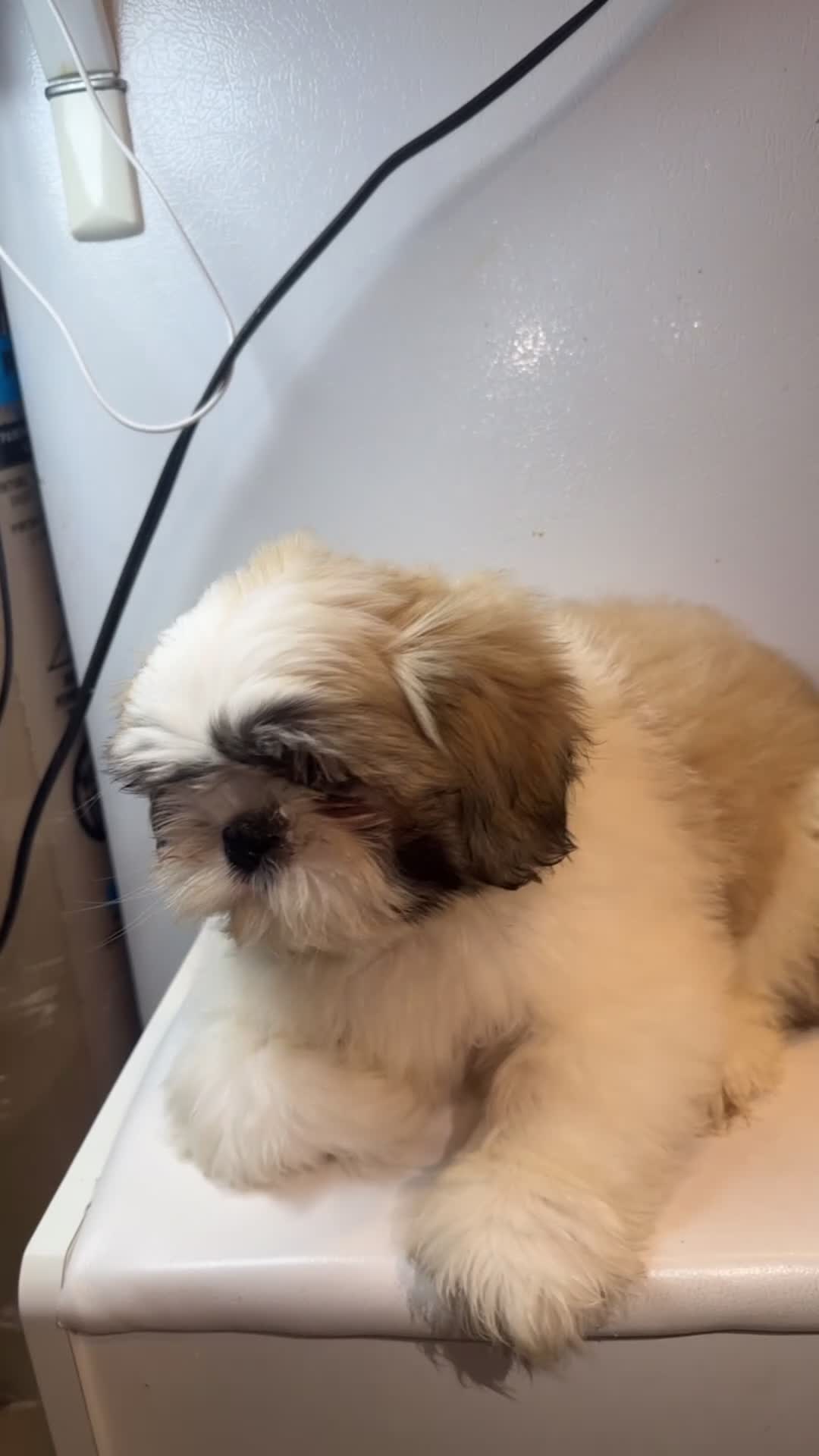 Shih Tzu dogs for sale: Shih Tzu 1 - Video 1