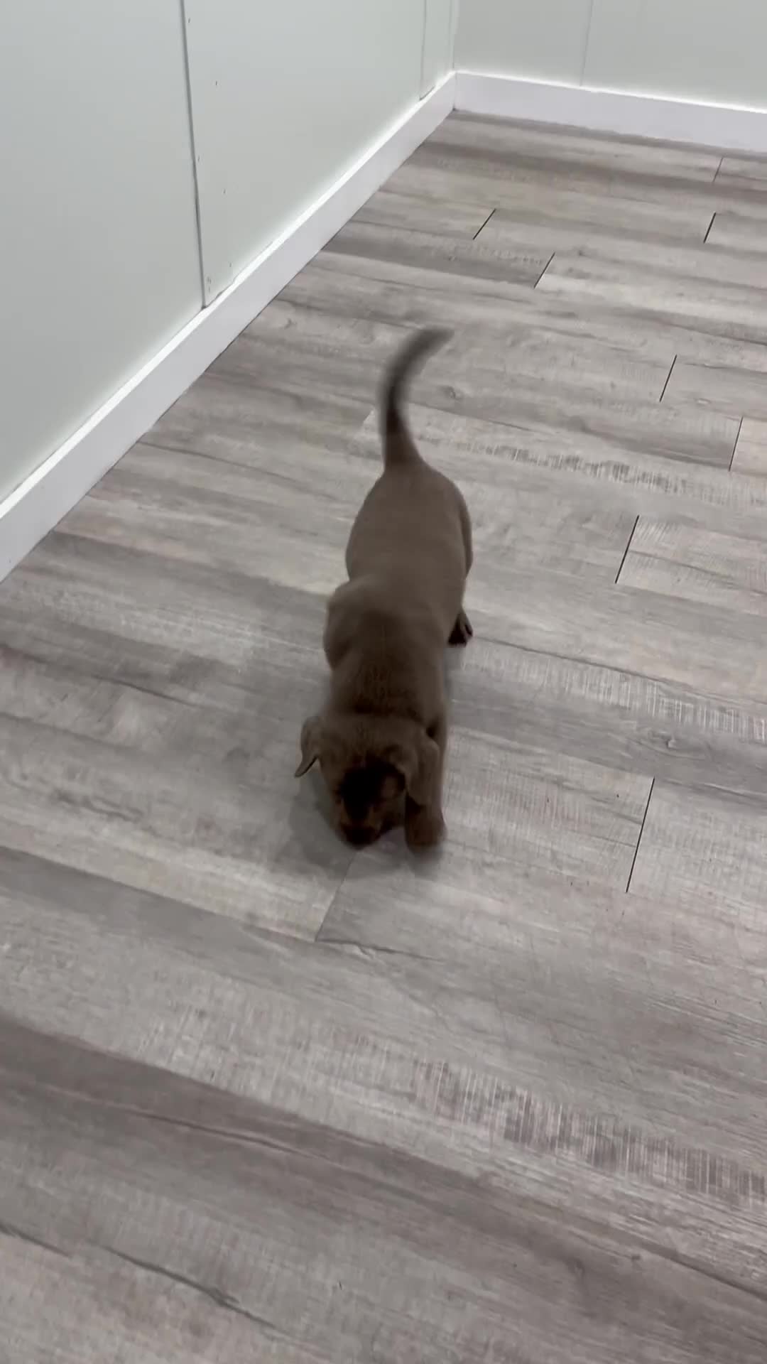 Labrador Retriever dogs for sale: Misty - Video 1