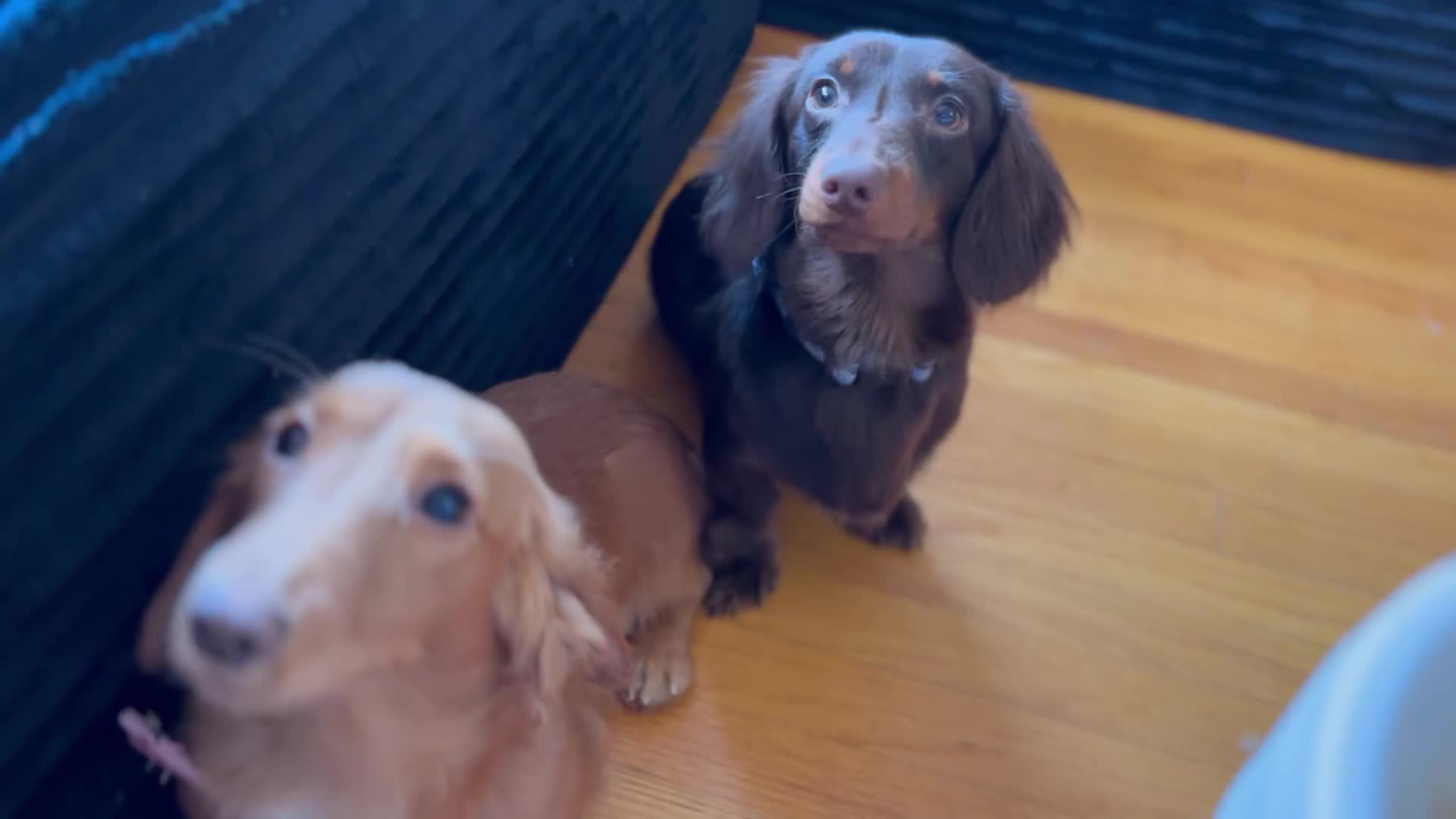 Miniature Dachshund dogs for sale: Miniature Dachshund Puppy 4 - Video 2