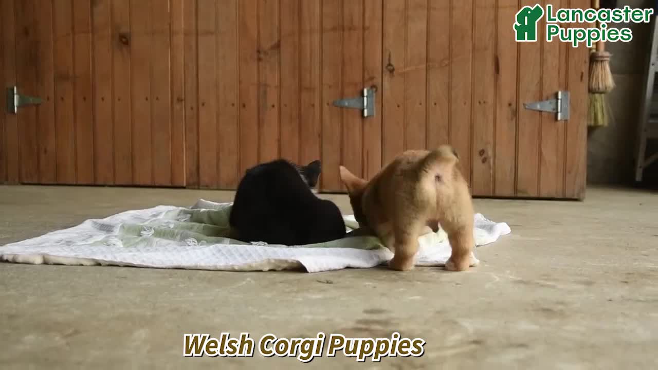 Welsh Corgi Pembroke dogs for sale: Remy - Video 1