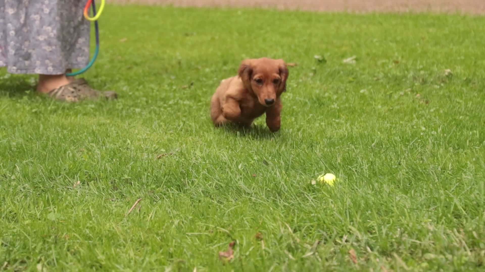 Miniature Dachshund dogs for sale: Asher Miniature Dachshund - Video 1