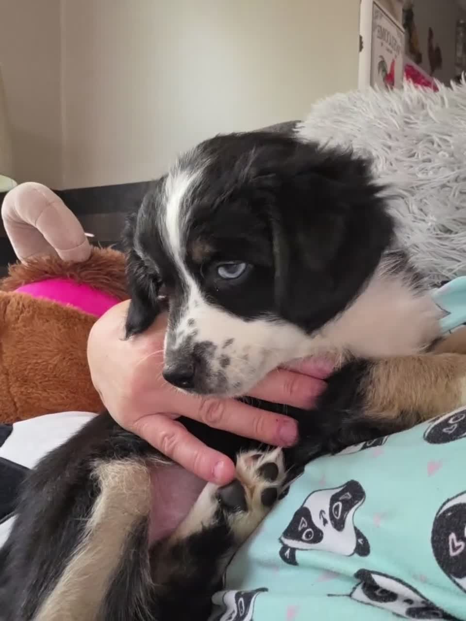 Miniature Australian Shepherd dogs for sale: Miniature Australian Shepherd 1 - Video 6