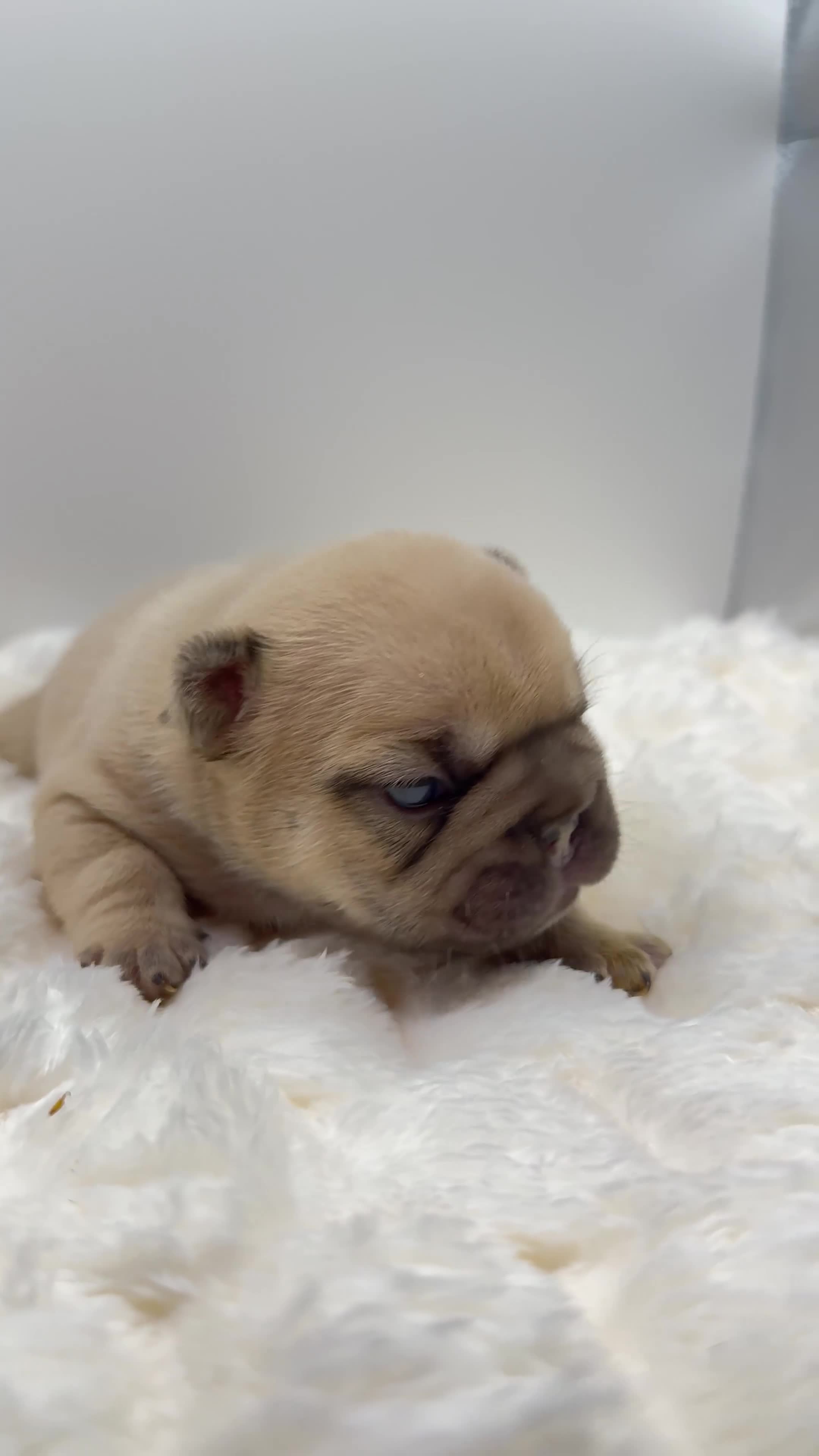 French Bulldog dogs for sale: Porkchop  - Video 1