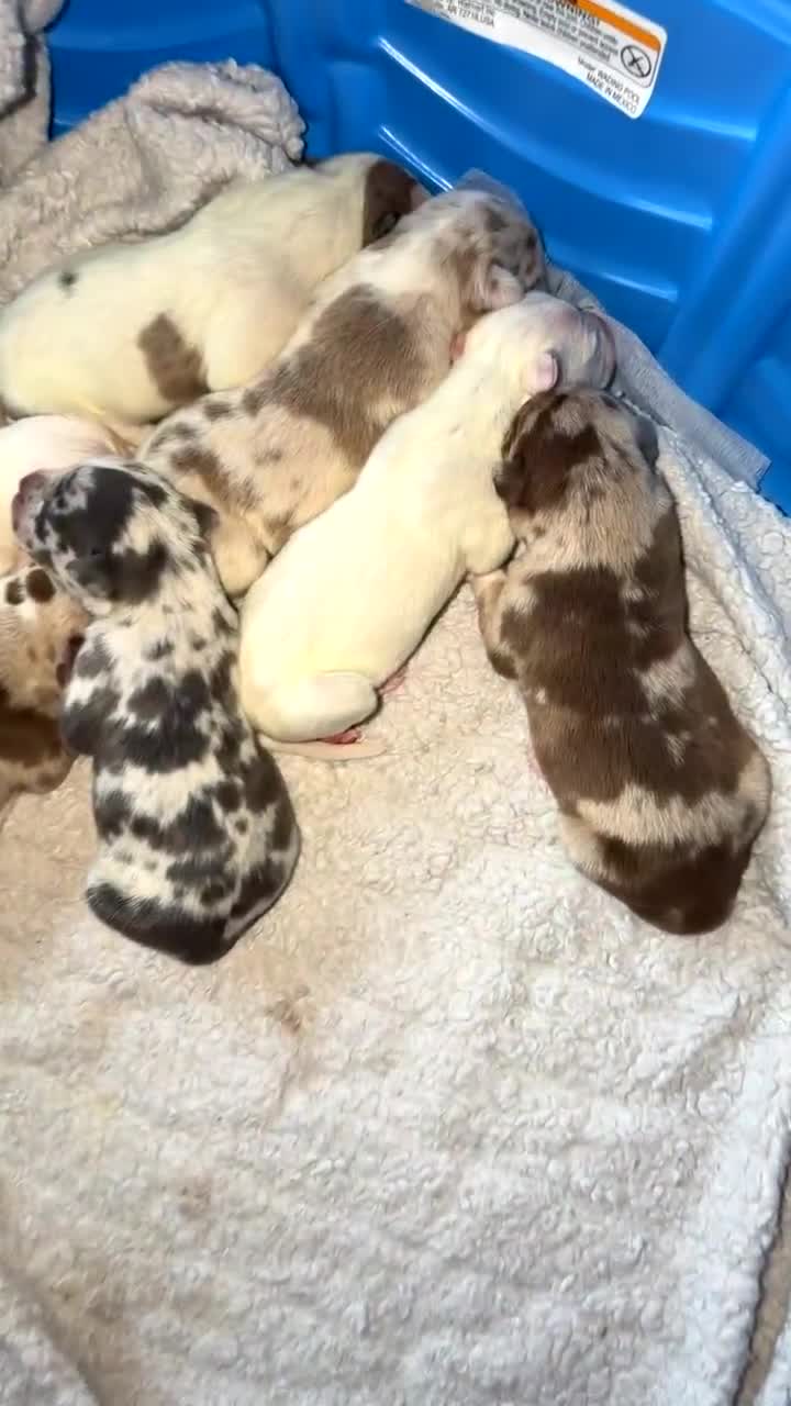 Mixed Breed dogs for sale: Mixed Breed Puppy 7 - Video 3