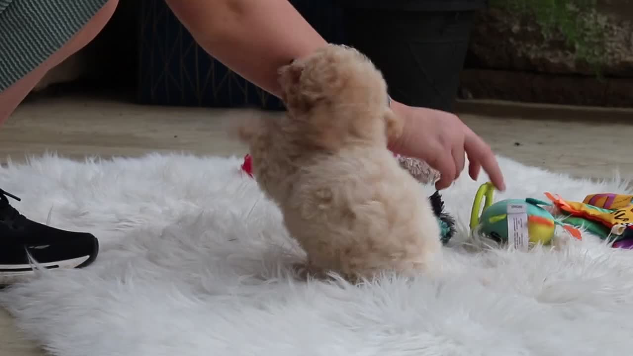 Maltipoo dogs for sale: Kolten - Video 2