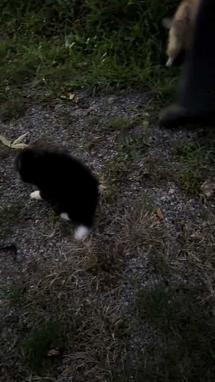 Pomeranian dogs for sale: Buddy - Video 1