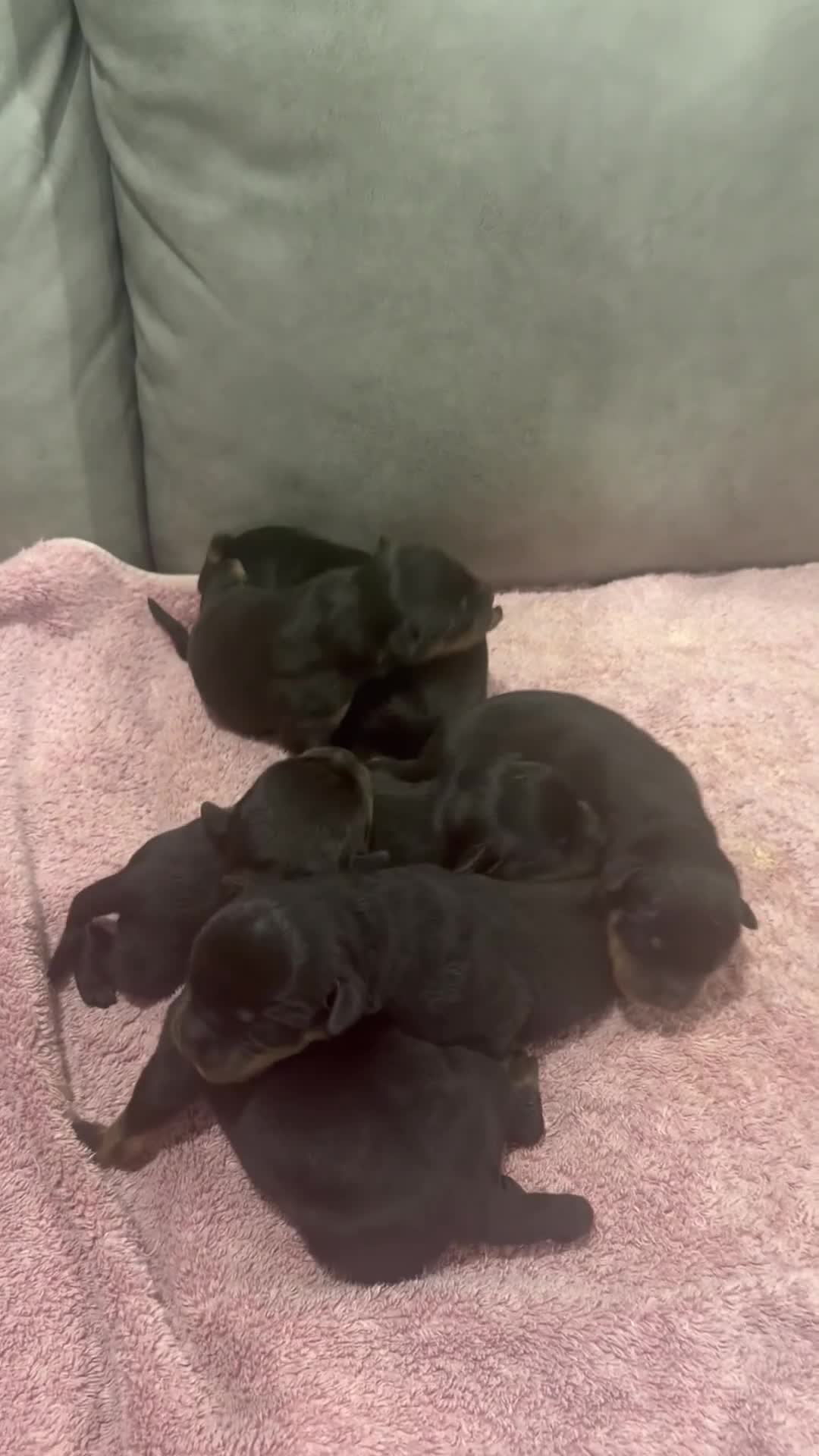 Rottweiler dogs for sale: Rottweiler Puppy 3 - Video 1