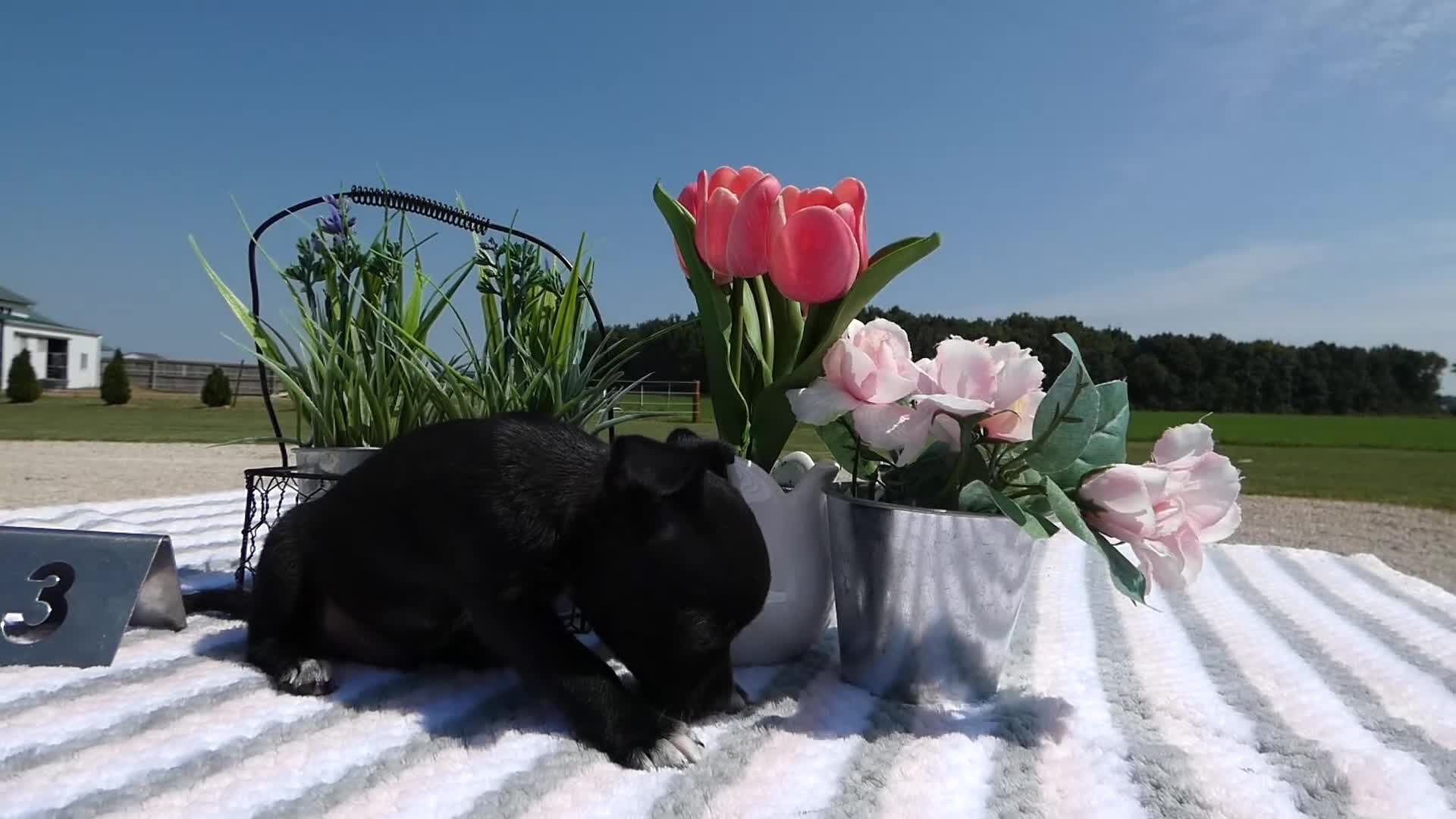 Chihuahua dogs for sale: Chihuahua 3 Marlo - Video 1