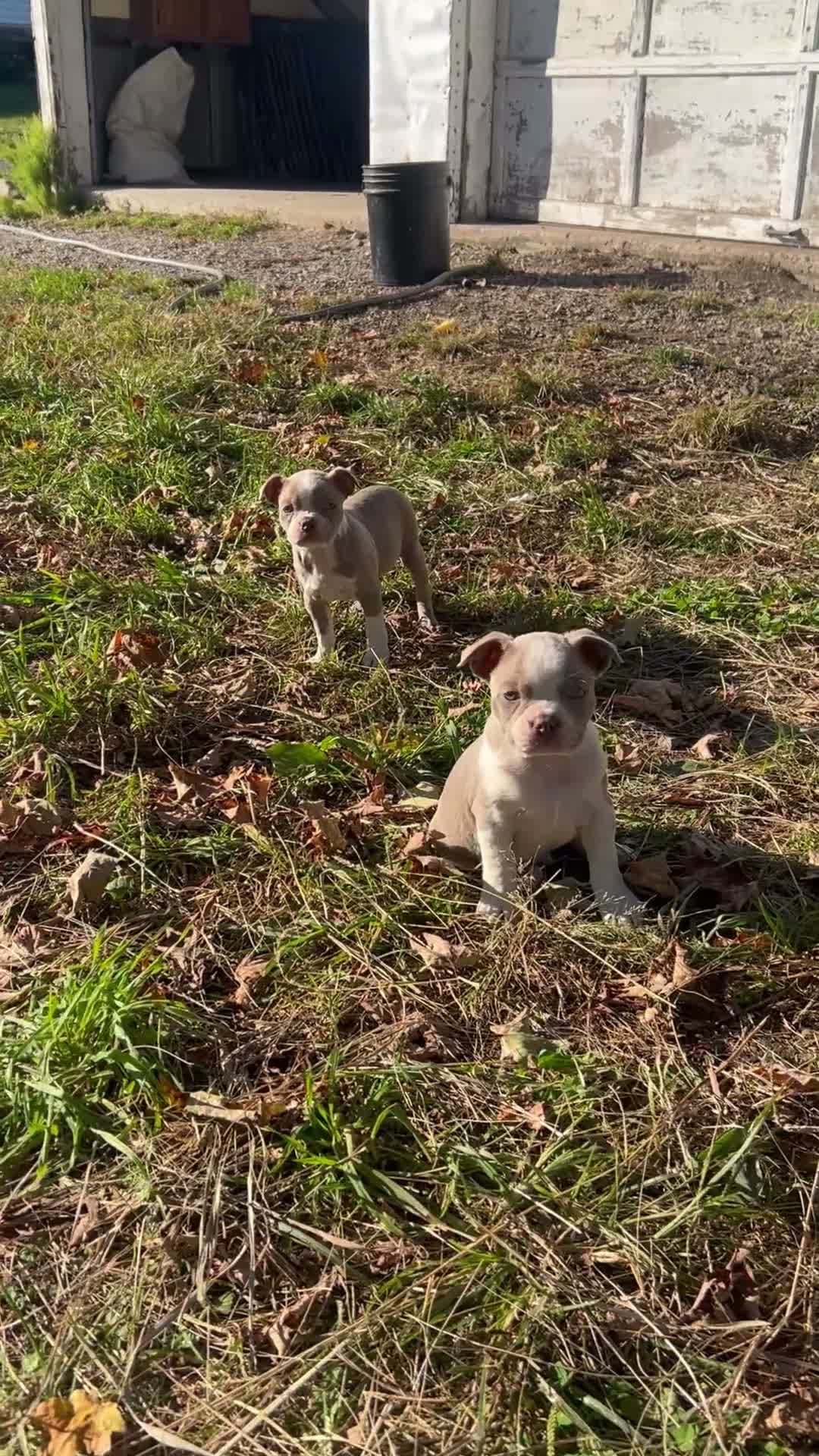 Boston Terrier dogs for sale: Bonnie - Video 1