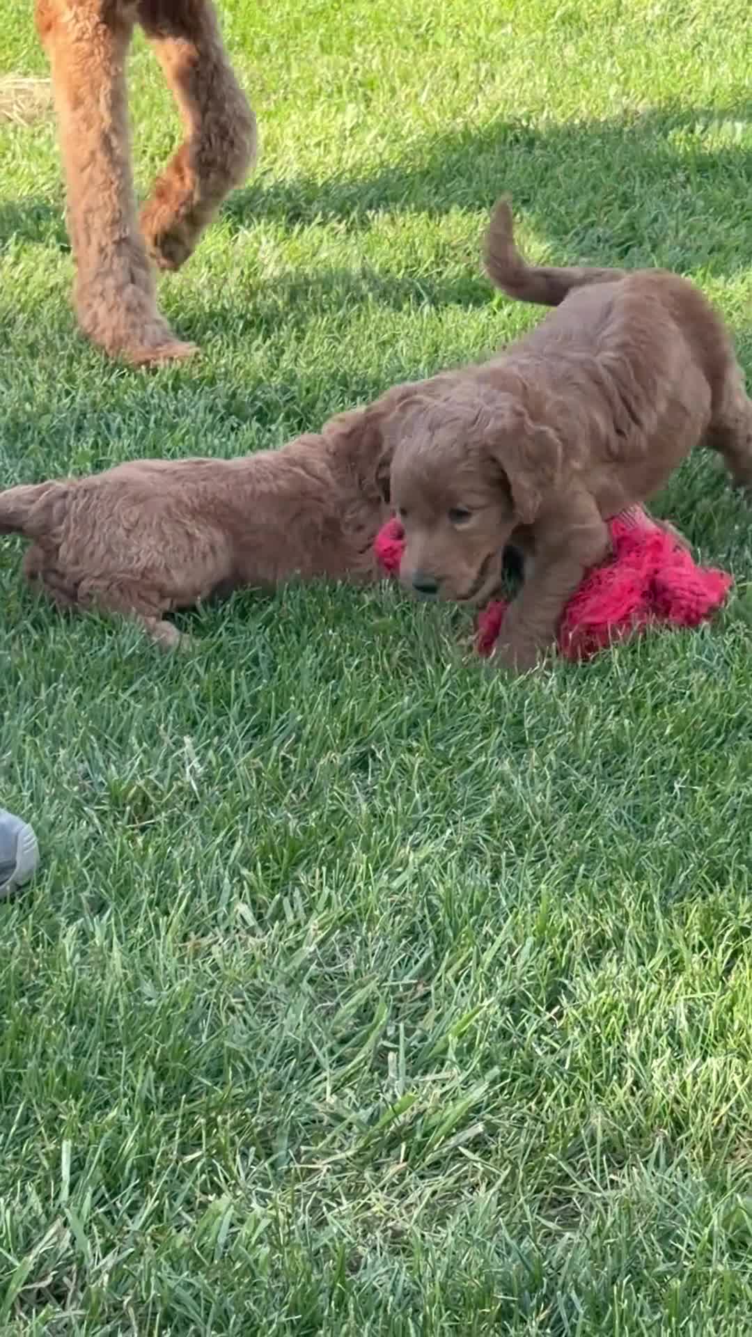 Goldendoodle dogs for sale: Teddy - Video 1