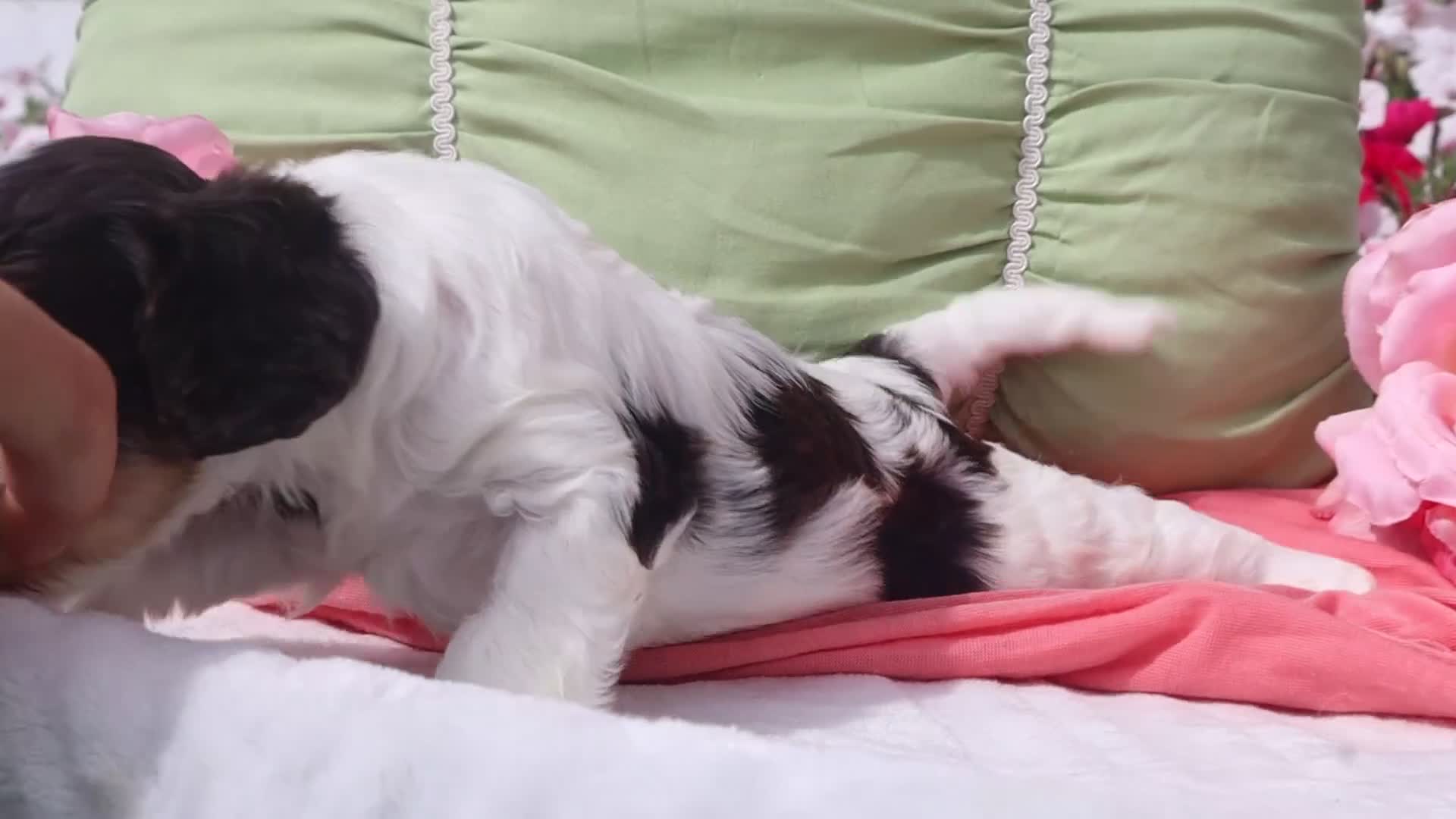 Cavapoo dogs for sale: Harmony - Video 1