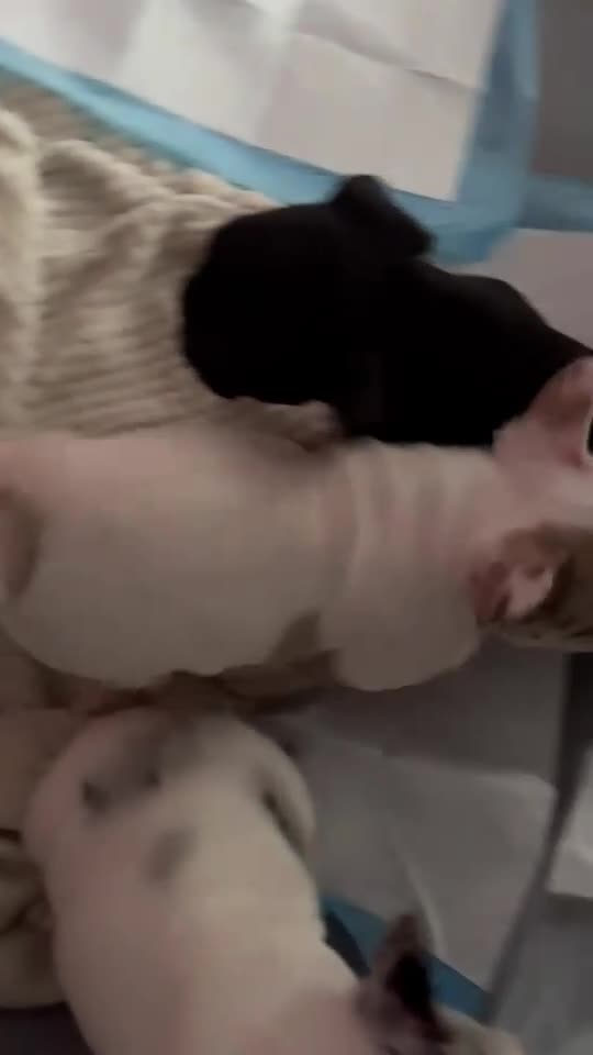 French Bulldog dogs for sale: French Bulldog 1 - Video 2
