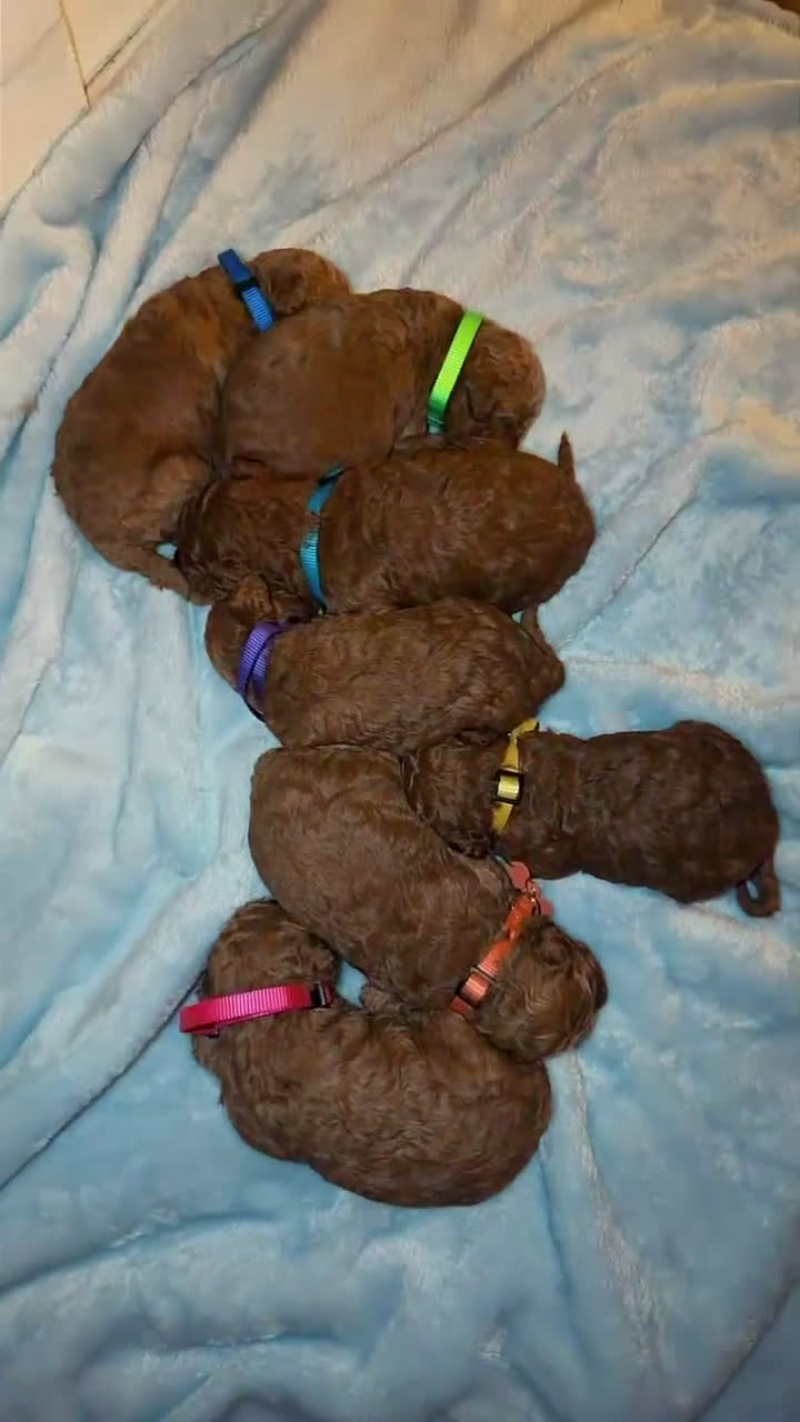 Mini Goldendoodle dogs for sale: Mini Goldendoodle Puppy 2 - Video 4