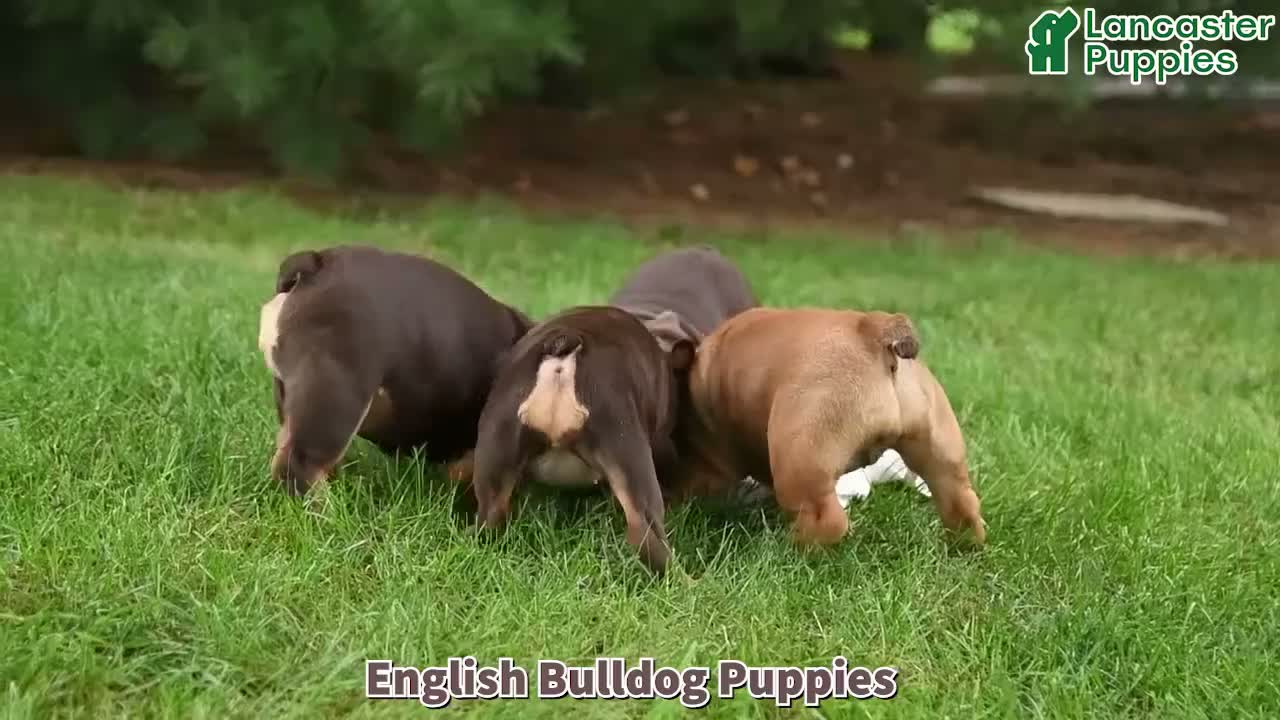 English Bulldog dogs for sale: Denver - Video 1