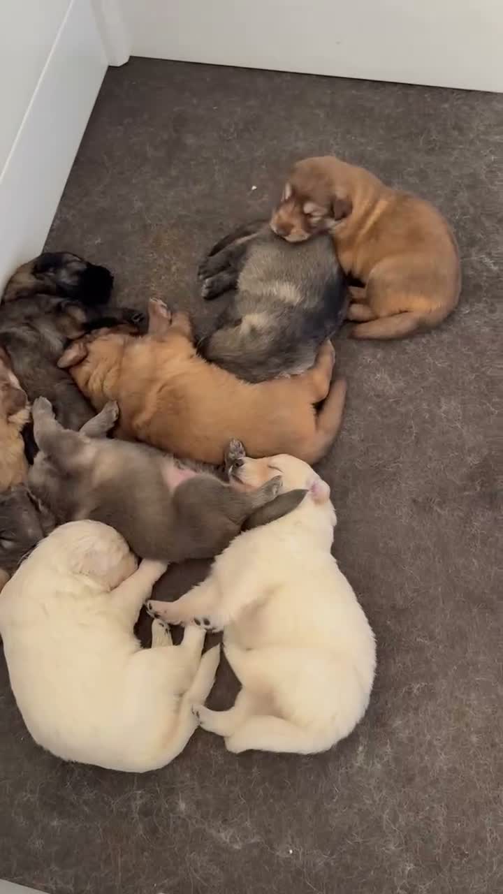 German Shepherd dogs for sale: German Shepherd 5 - Video 1