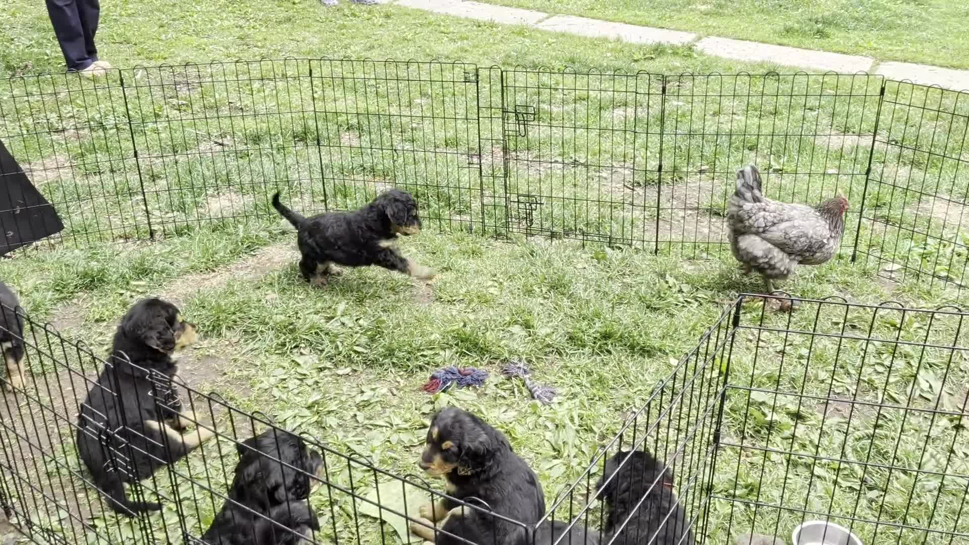 Mixed Breed dogs for sale: Snickers - Video 1