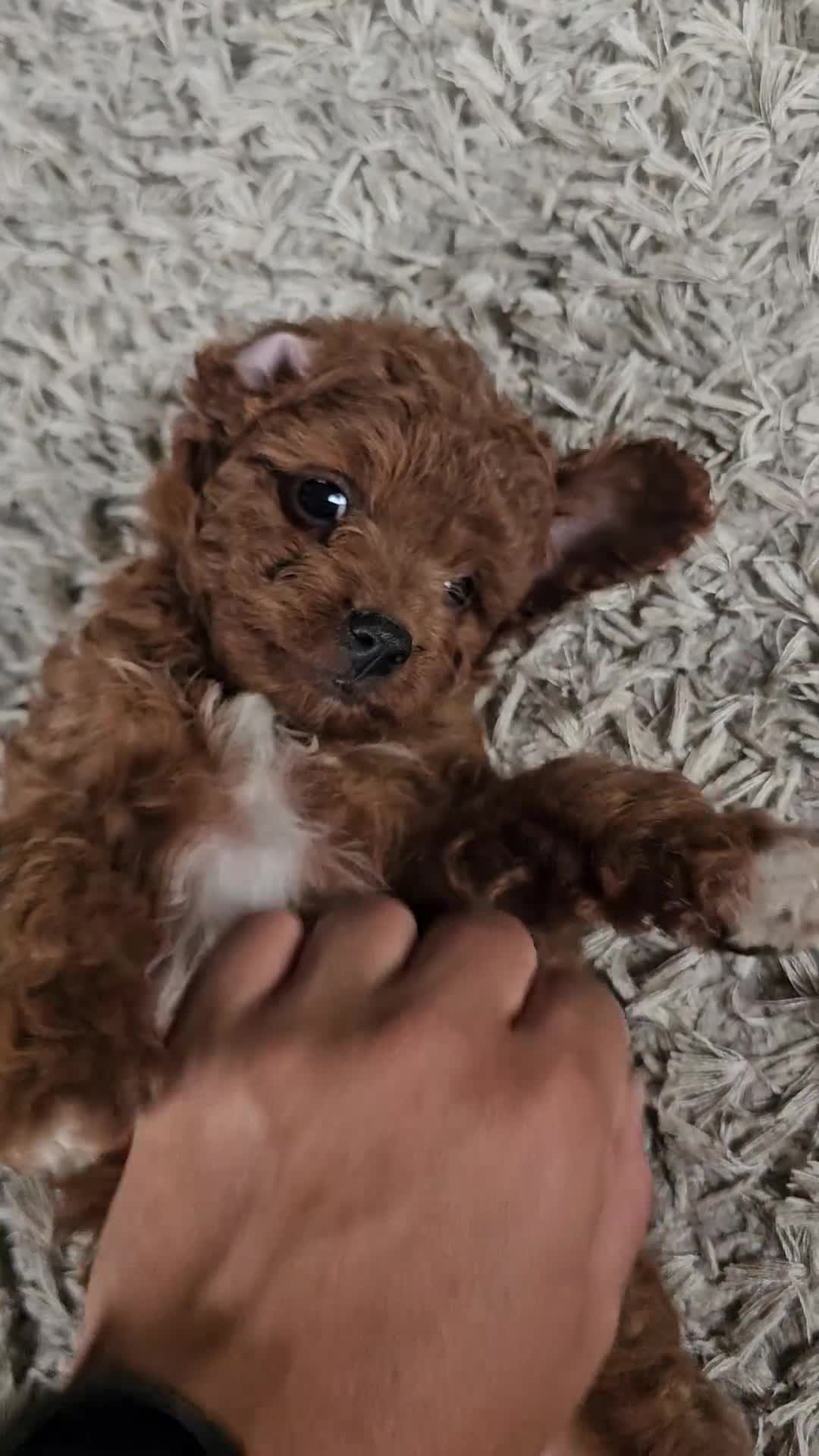 Cavapoo dogs for sale: Kona - Video 1