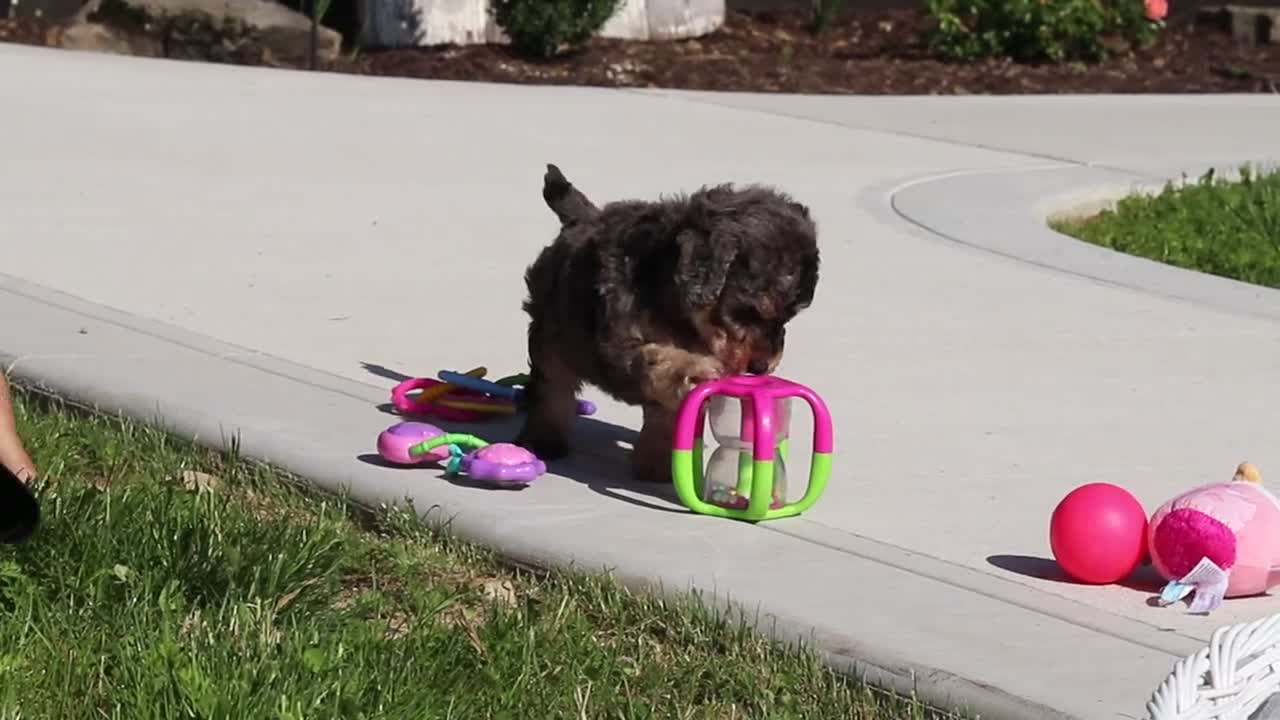 Bichpoo dogs for sale: Callie - Video 2