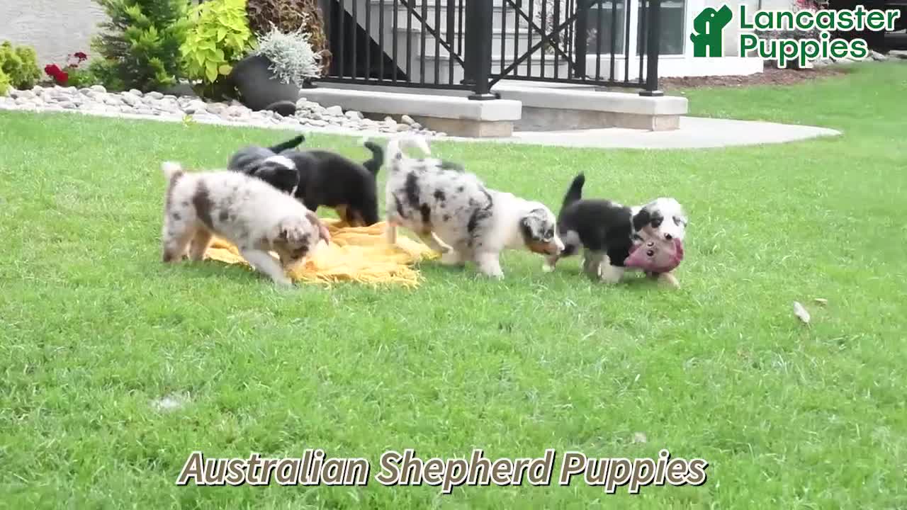 Australian Shepherd dogs for sale: Banjo - Video 1