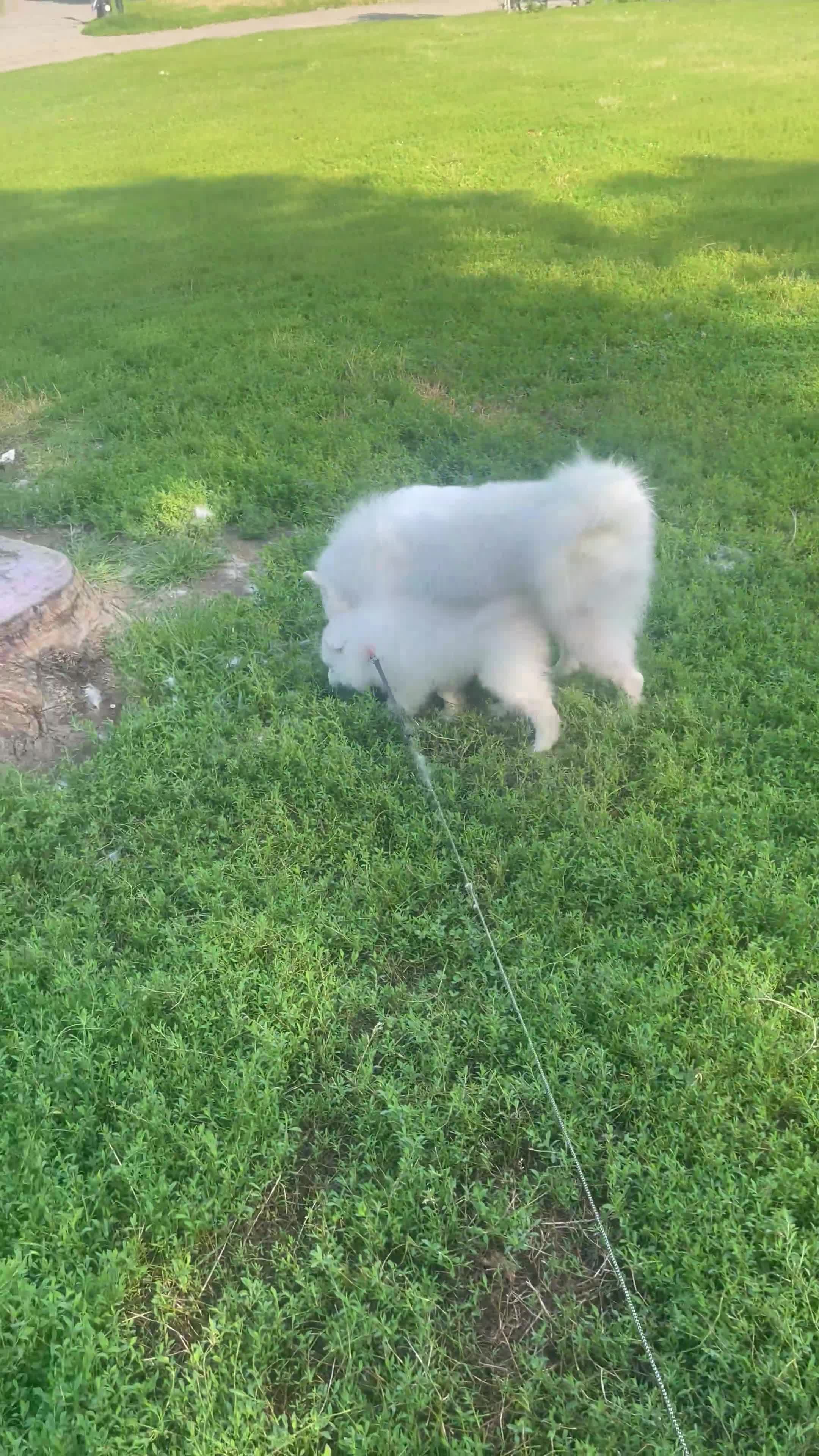 Samoyed dogs for sale: Samoyed 1 Green - Video 1