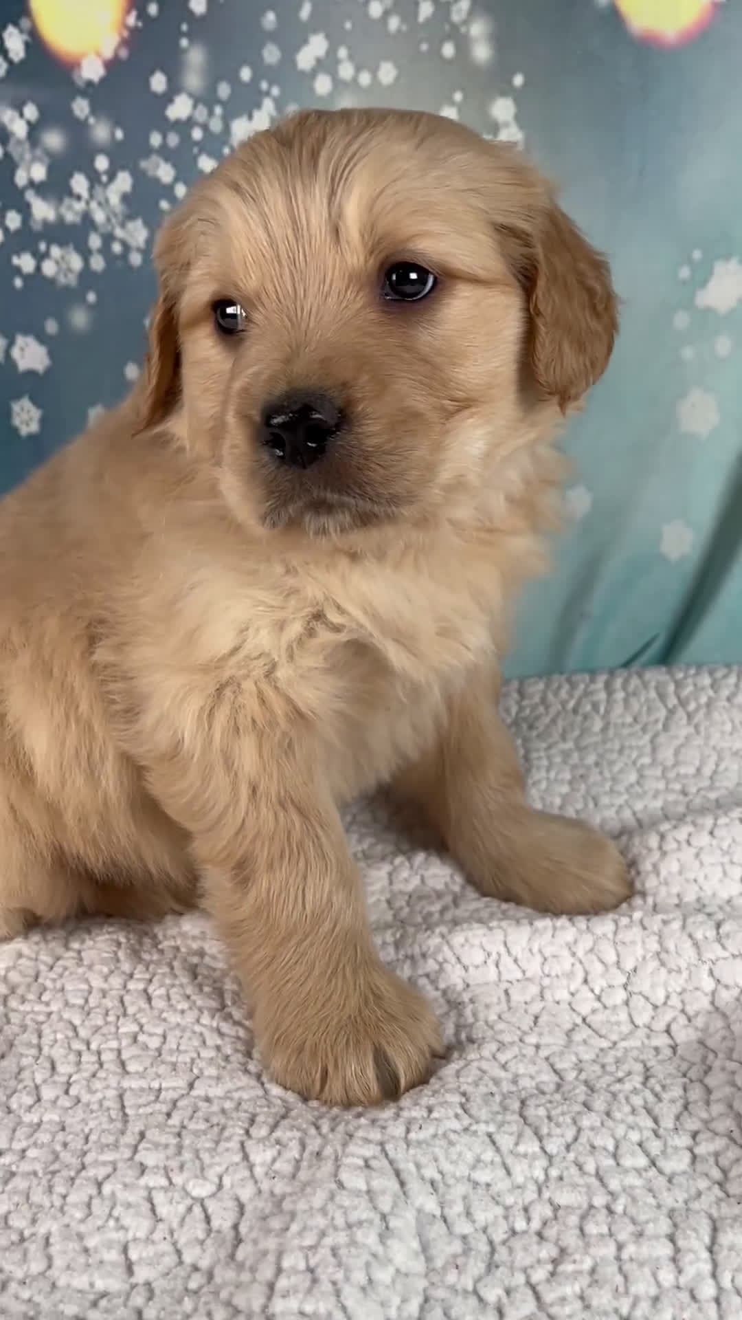 Golden Retriever dogs for sale: Elliot - Video 1