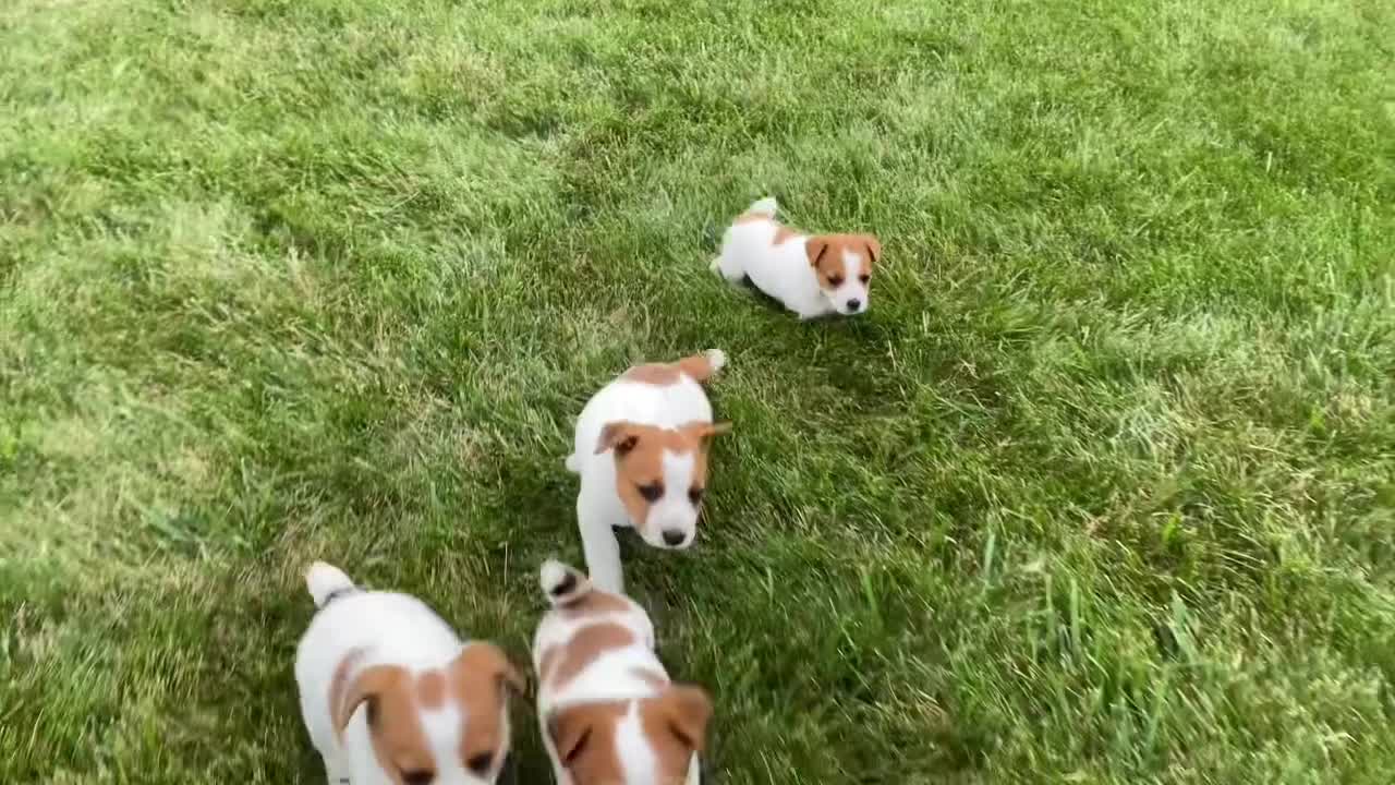 Jack Russell Terrier dogs for sale: Dellie - Video 2