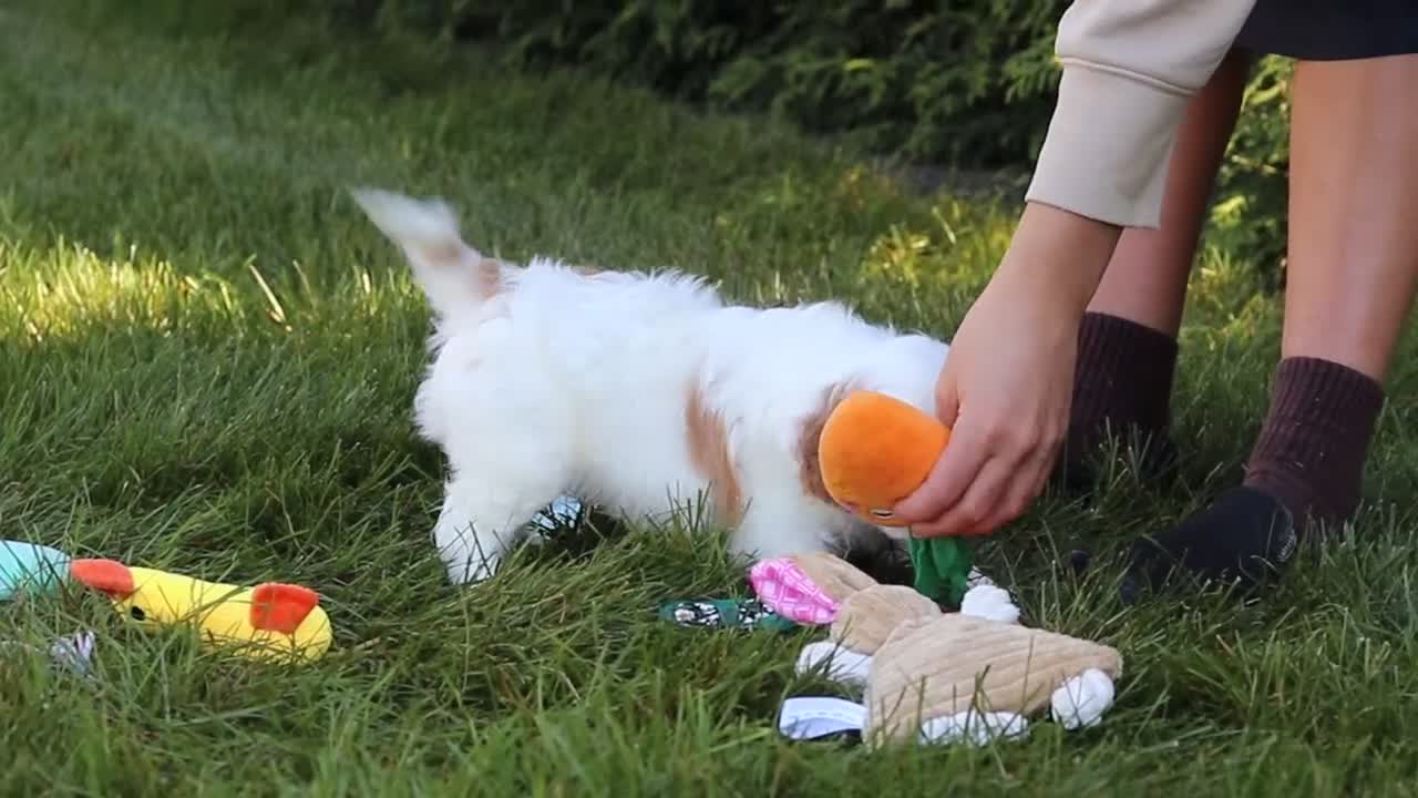 Cavapoo dogs for sale: Ingrid - Video 4