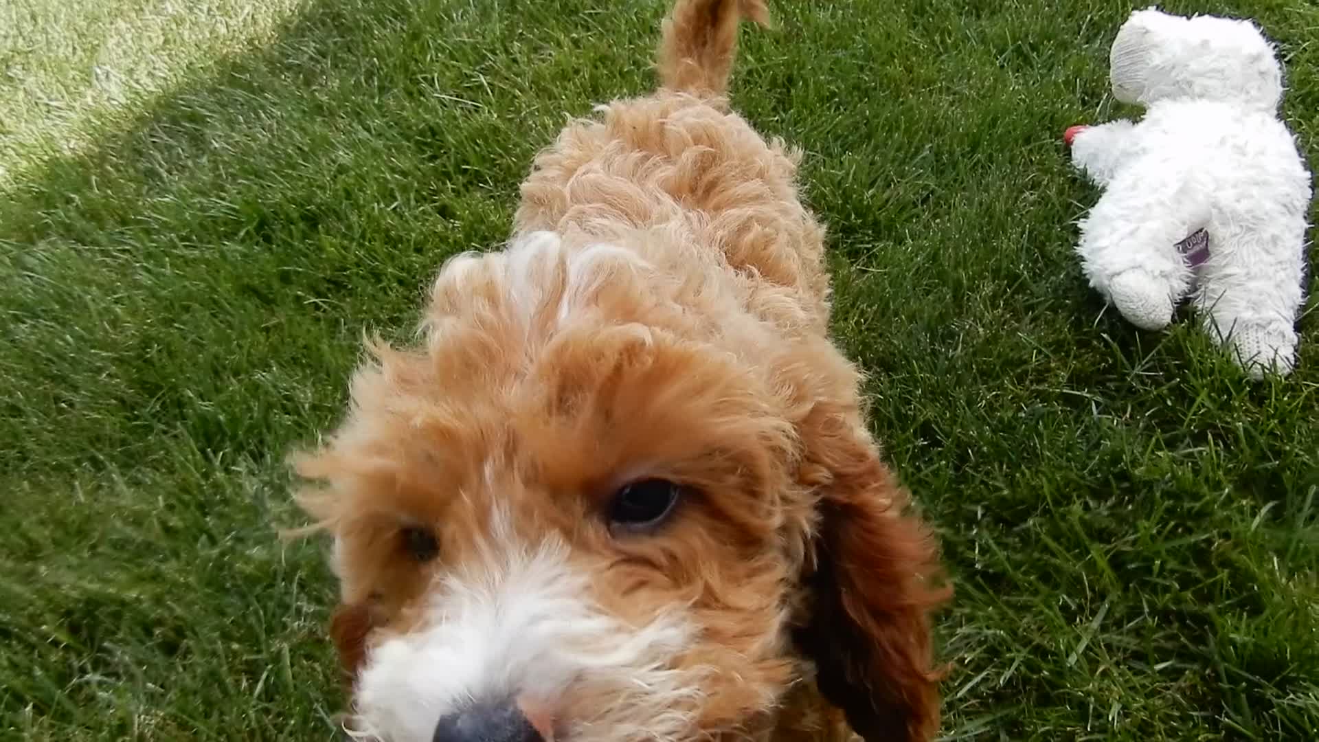 Mini Goldendoodle dogs for sale: Leo - Video 1