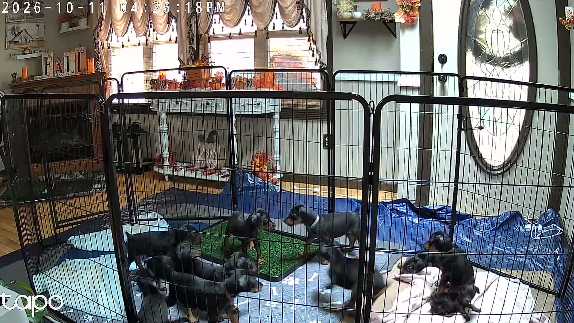 Doberman Pinscher dogs for sale: Doberman Pinscher 2 - Video 2